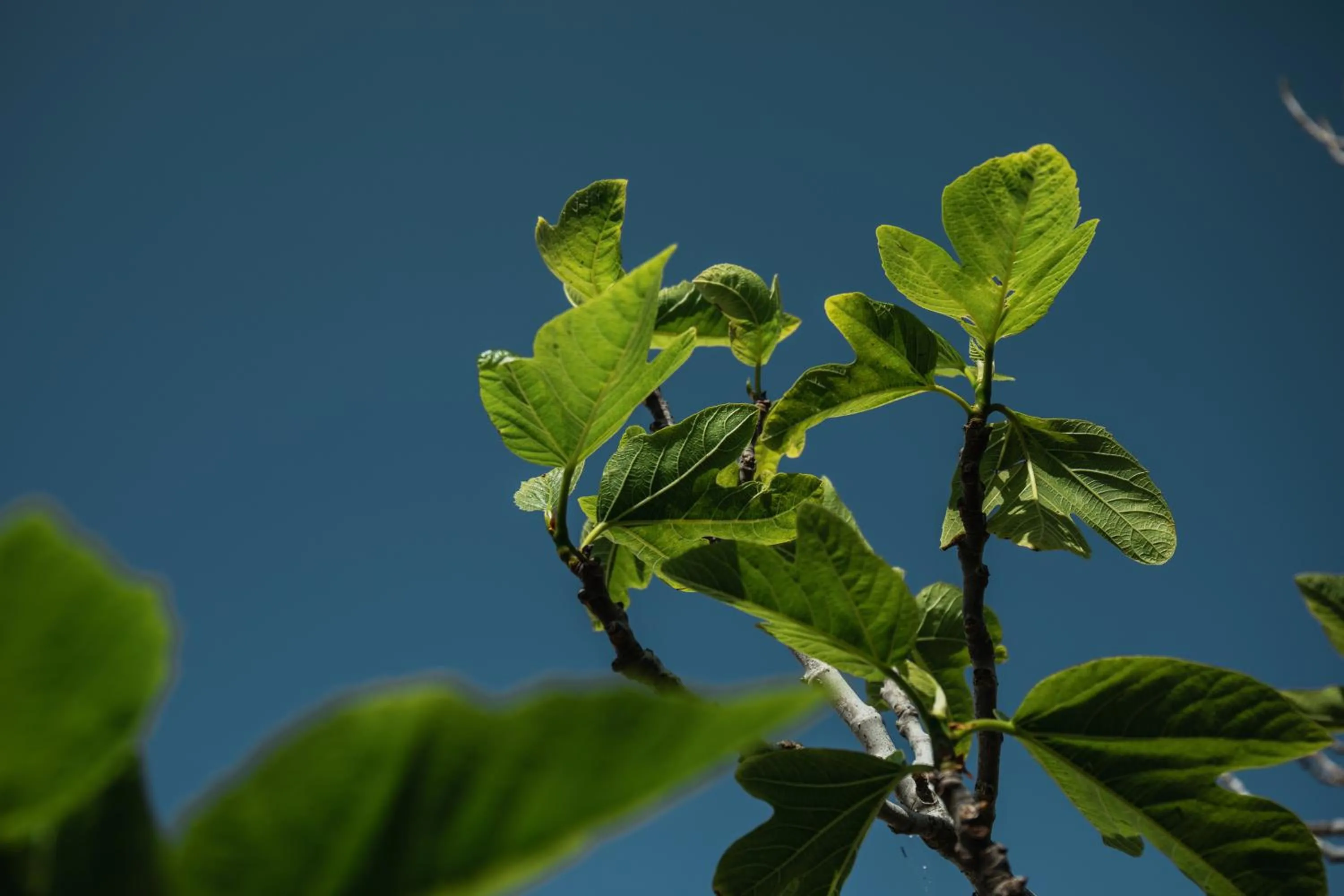 Binissaida Boutique Hotel