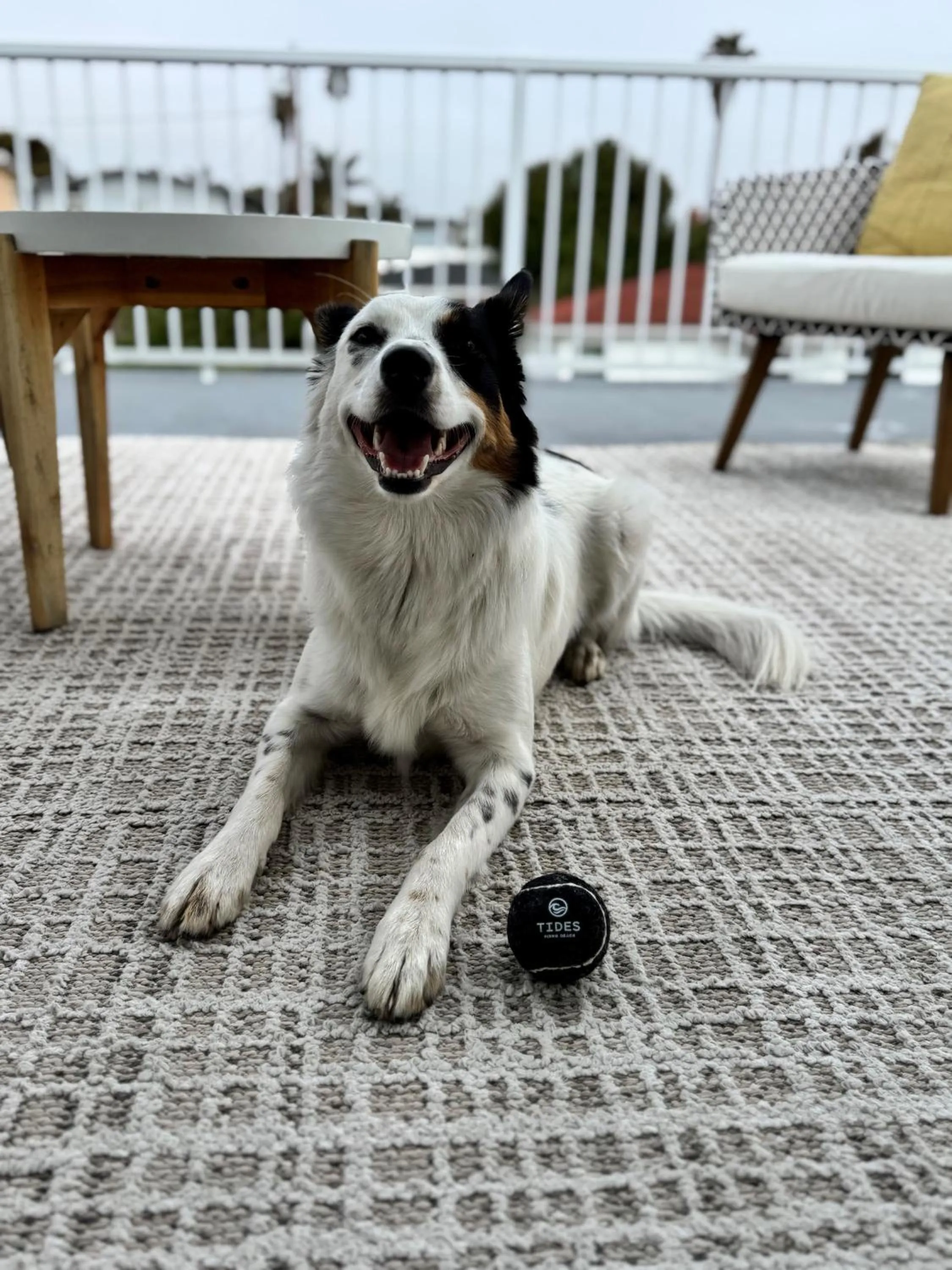 Pets in Tides Oceanview Inn and Cottages