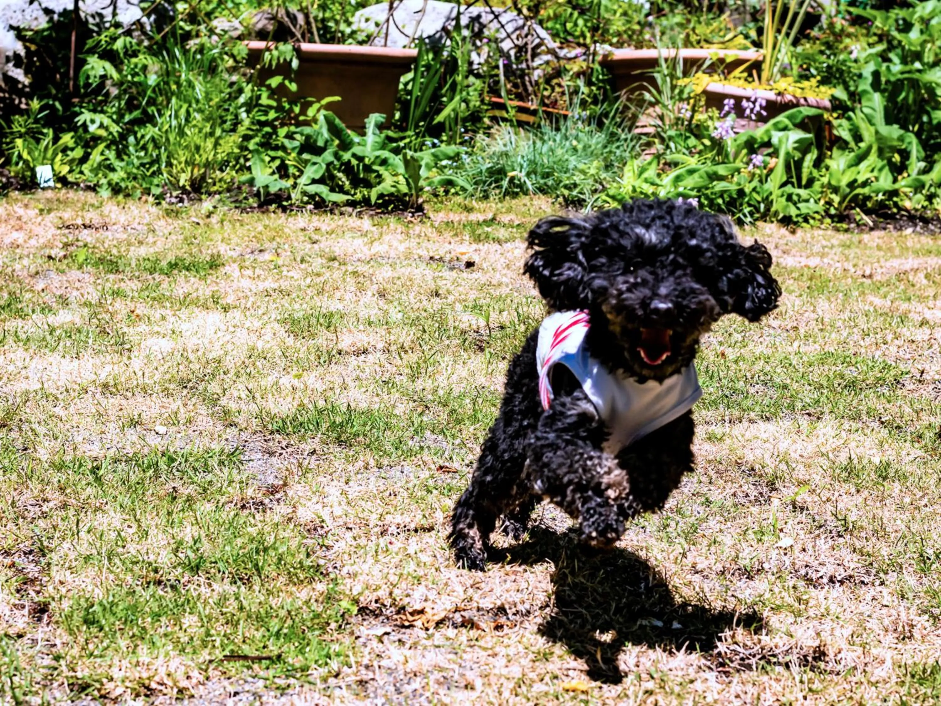 Area and facilities in Garden Pension Obergurgl
