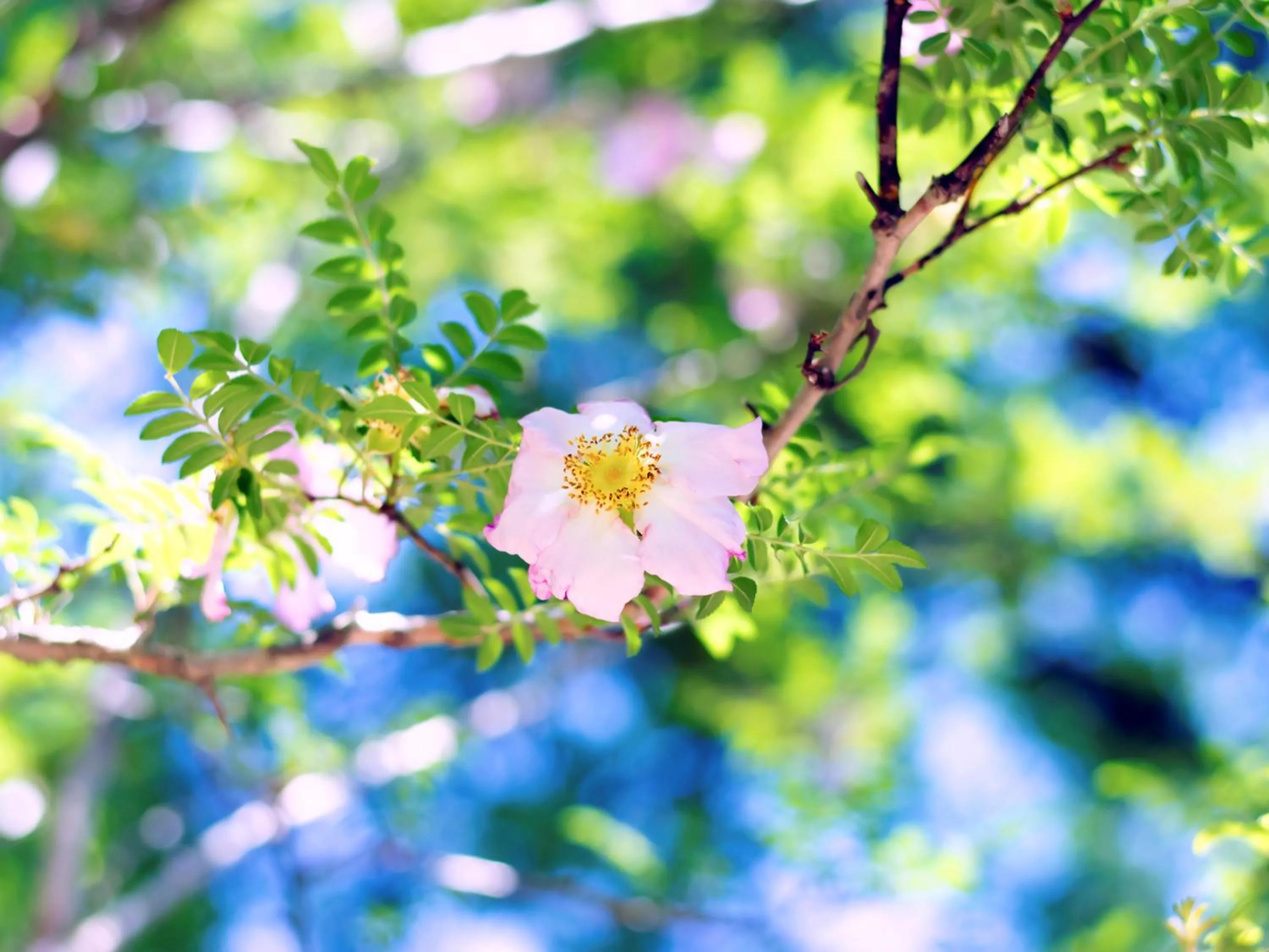 Garden view in Garden Pension Obergurgl