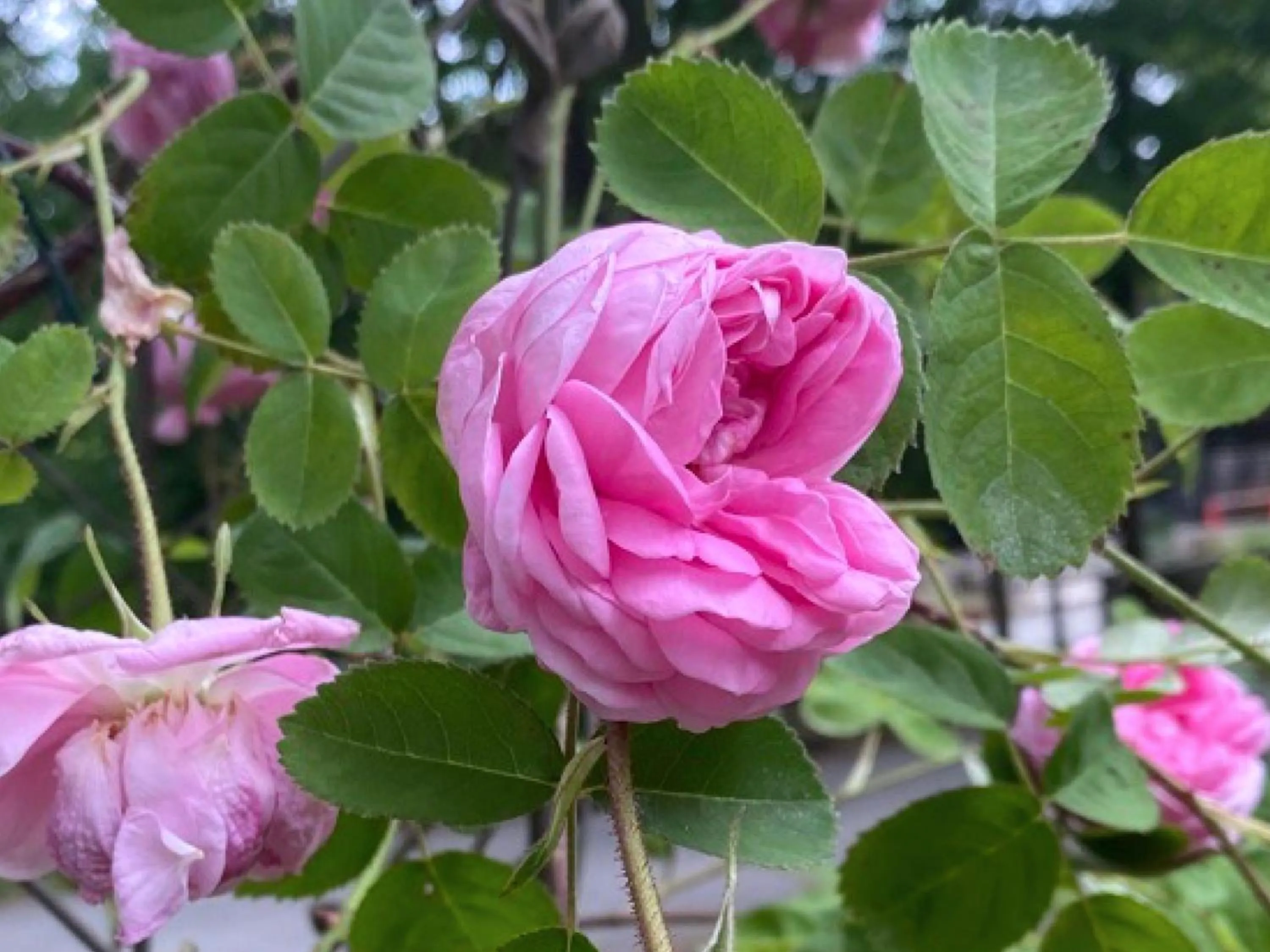 Garden view in Garden Pension Obergurgl