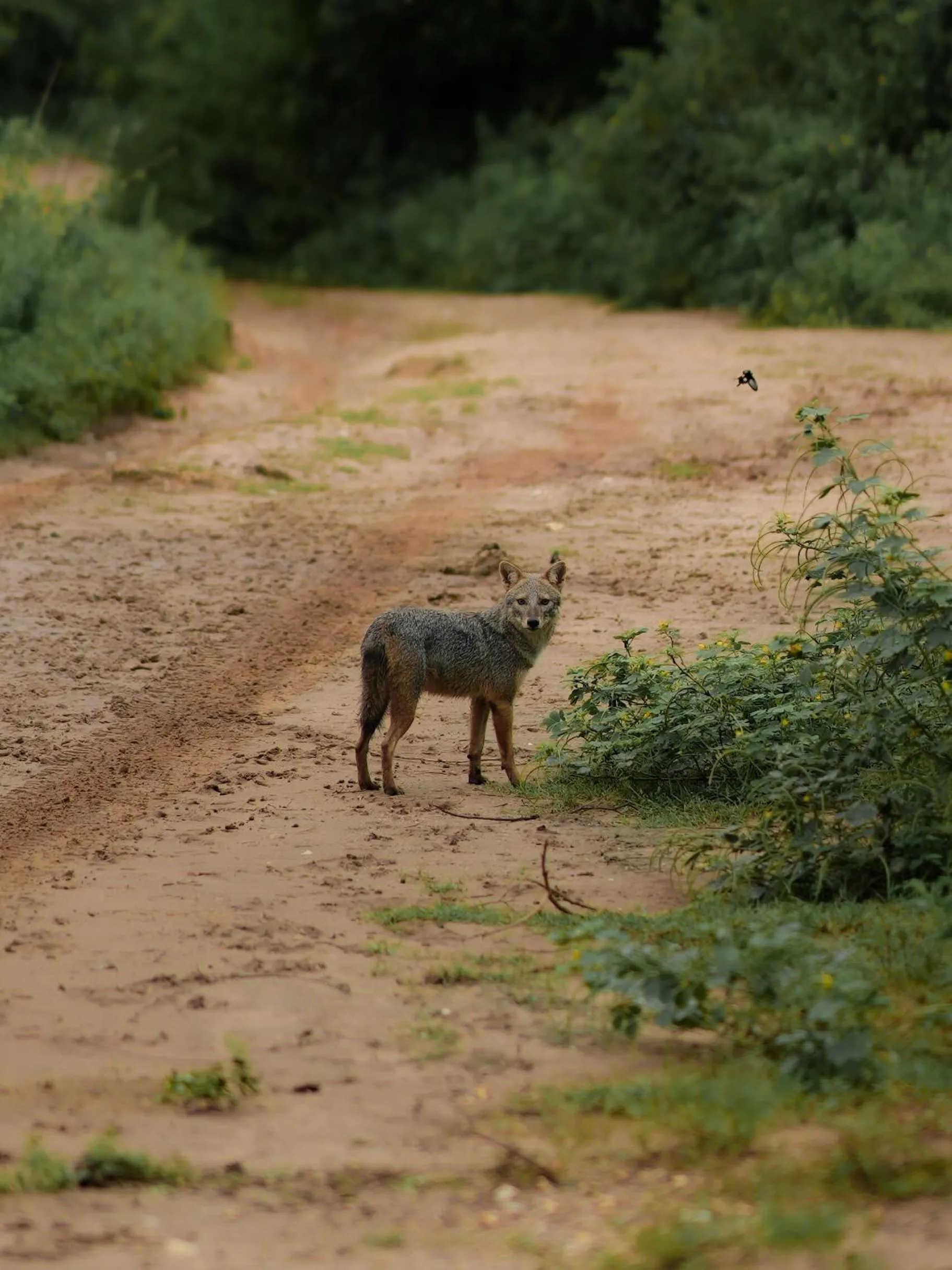 Activities in Elephant Trail