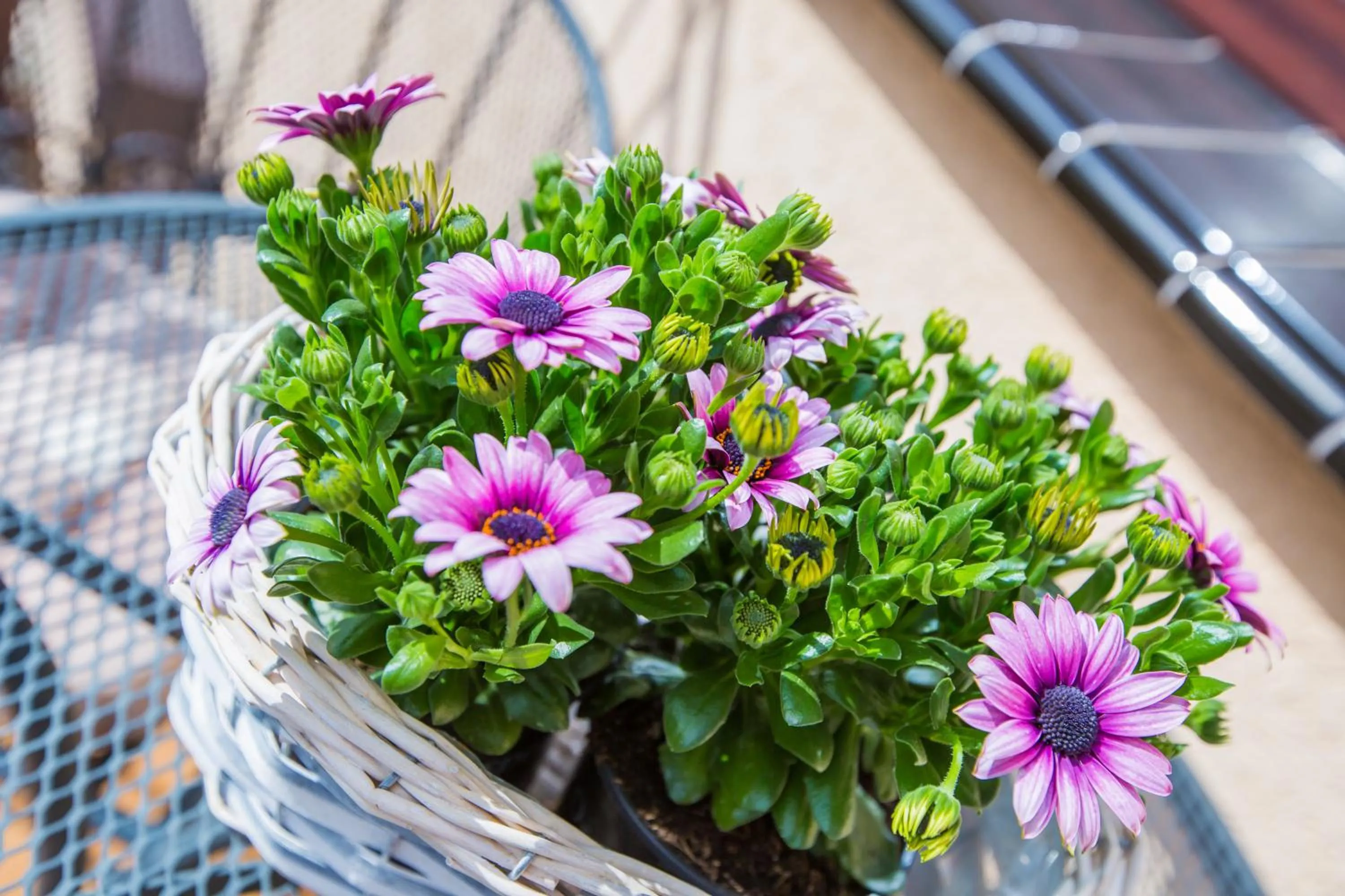 Savona Świnoujście