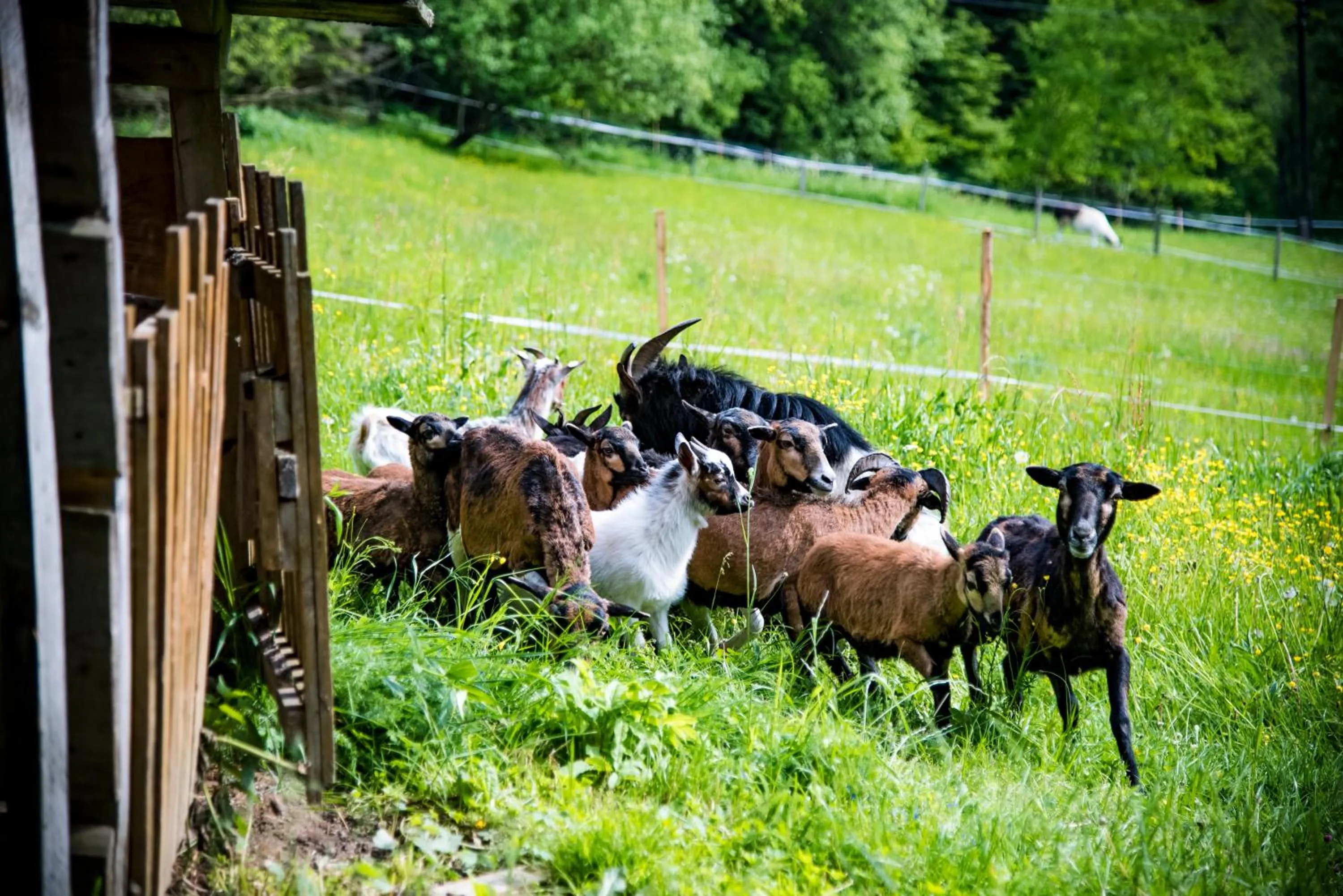 Animals in Wellness & Spa Hotel Čertov