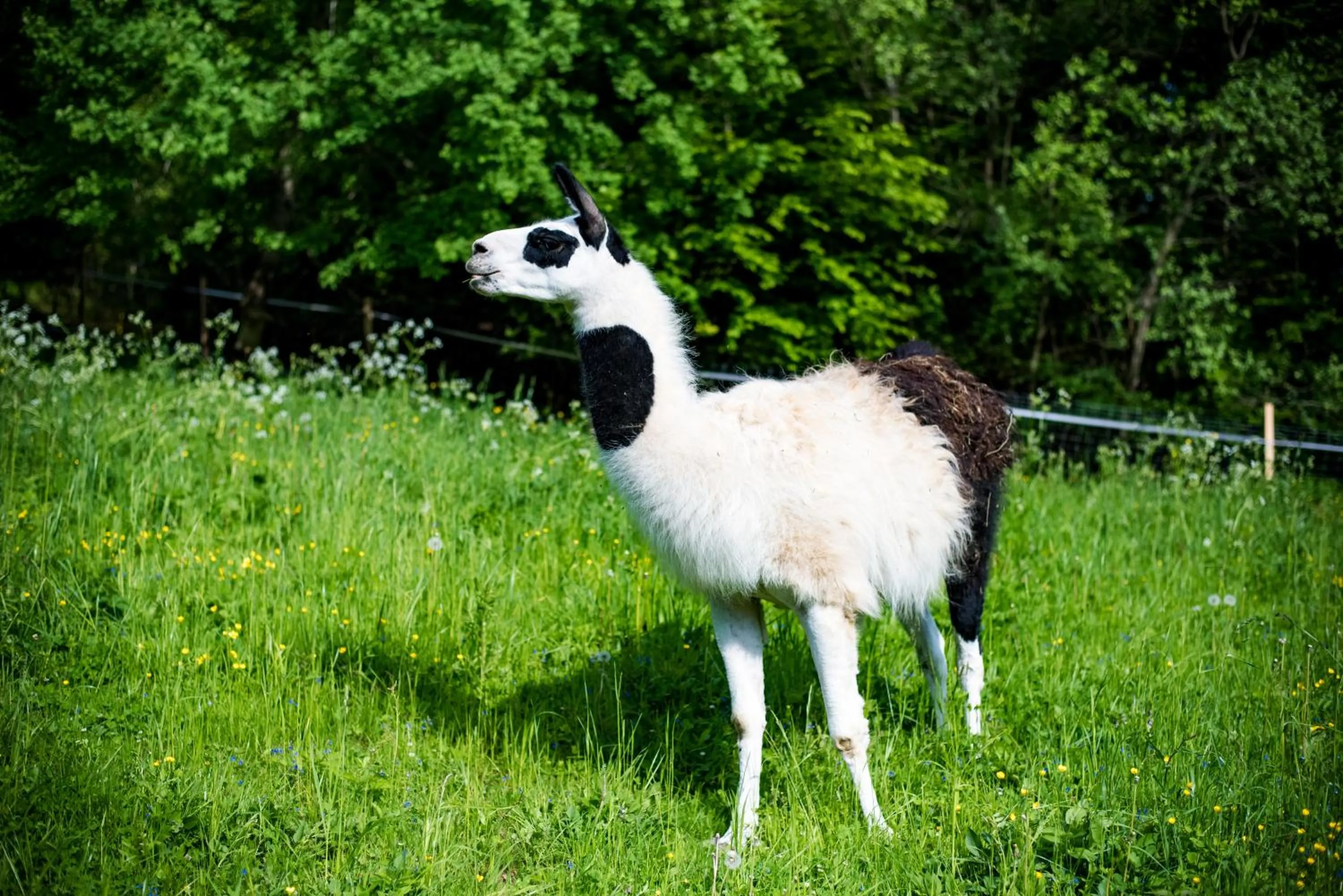 Animals in Wellness & Spa Hotel Čertov