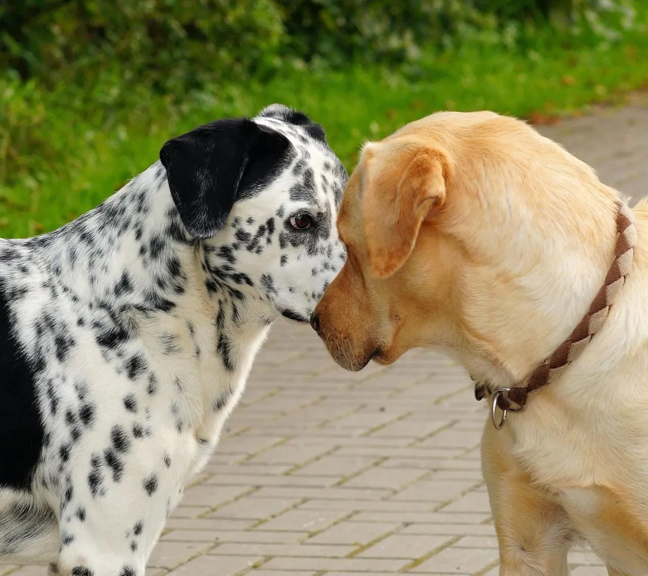 Pets in Hotel Garden