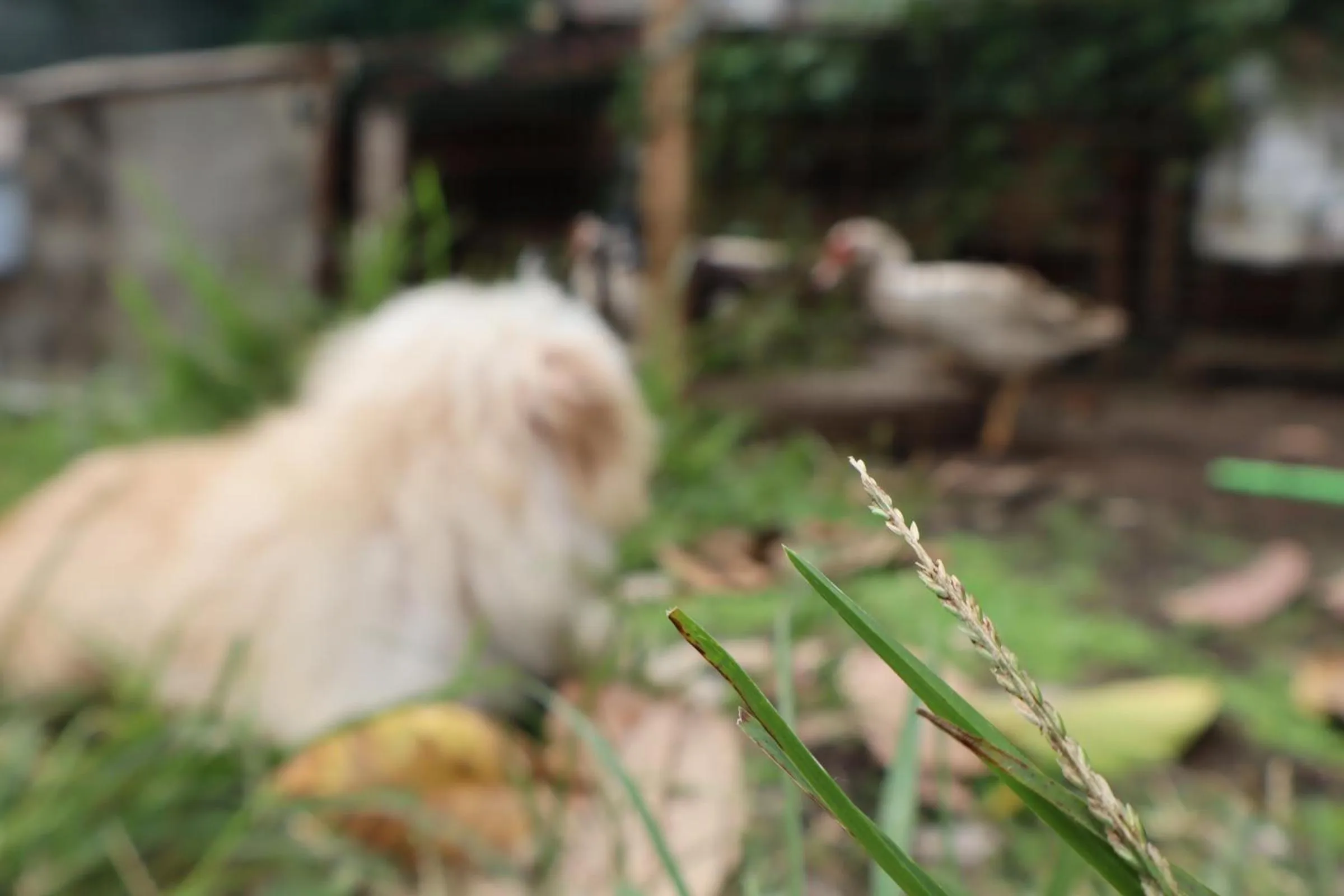 Animals in Chrisma Bed and Breakfast