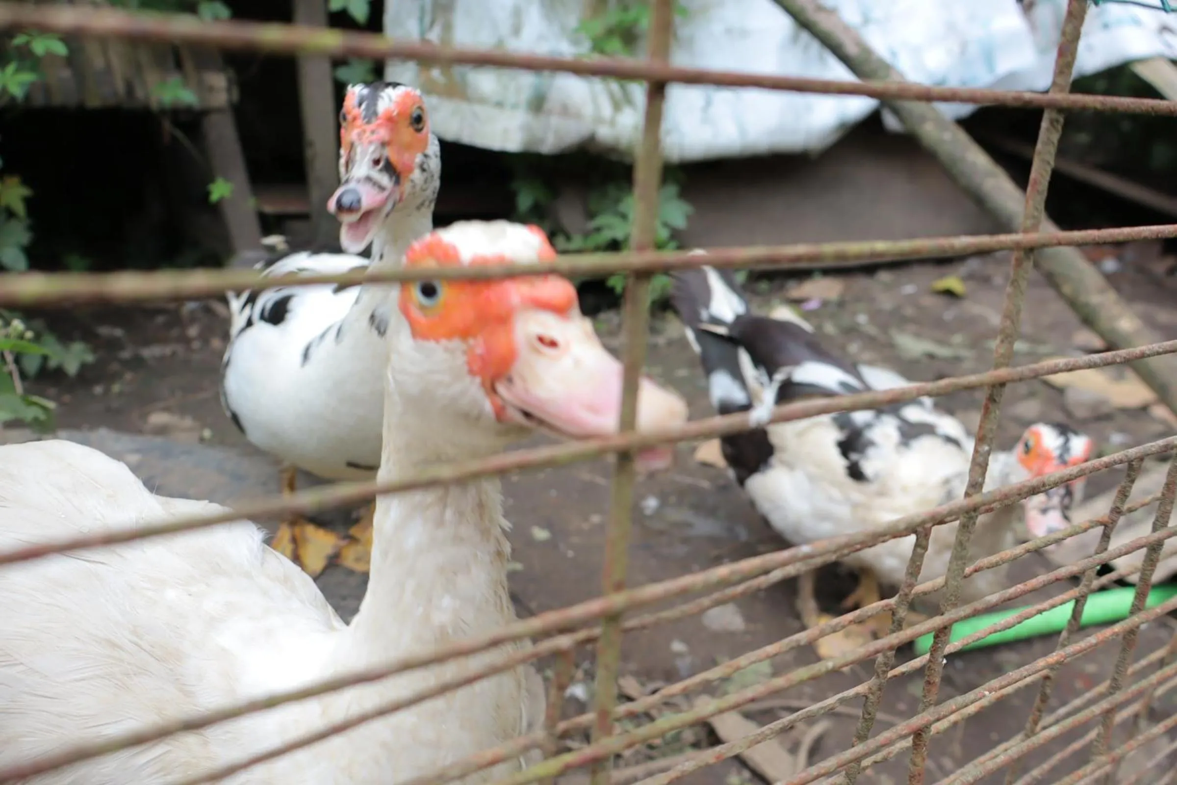 Animals in Chrisma Bed and Breakfast