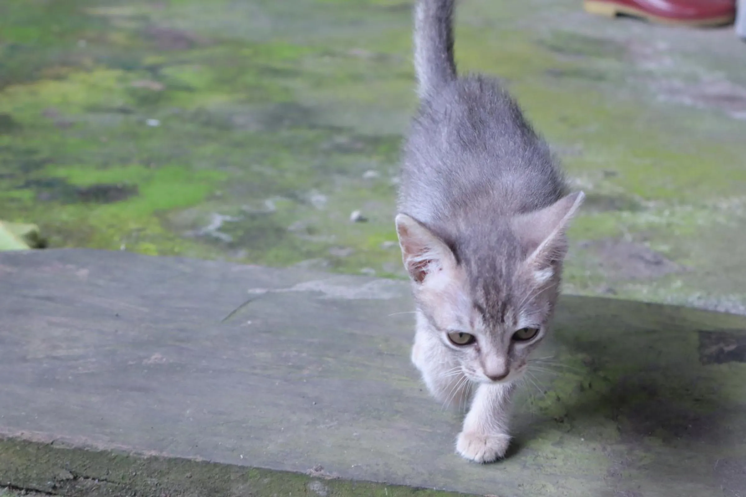 Animals in Chrisma Bed and Breakfast