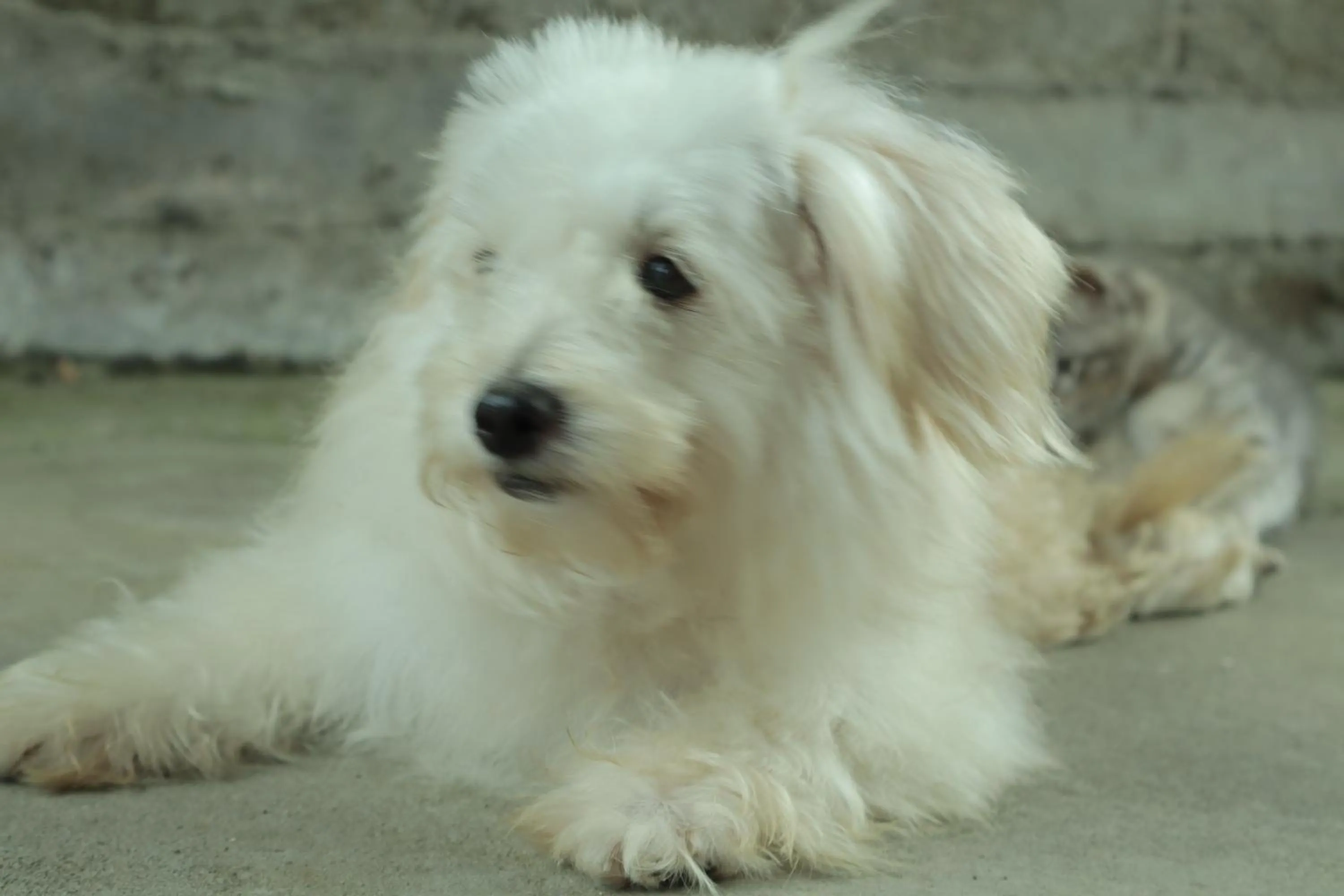 Animals in Chrisma Bed and Breakfast