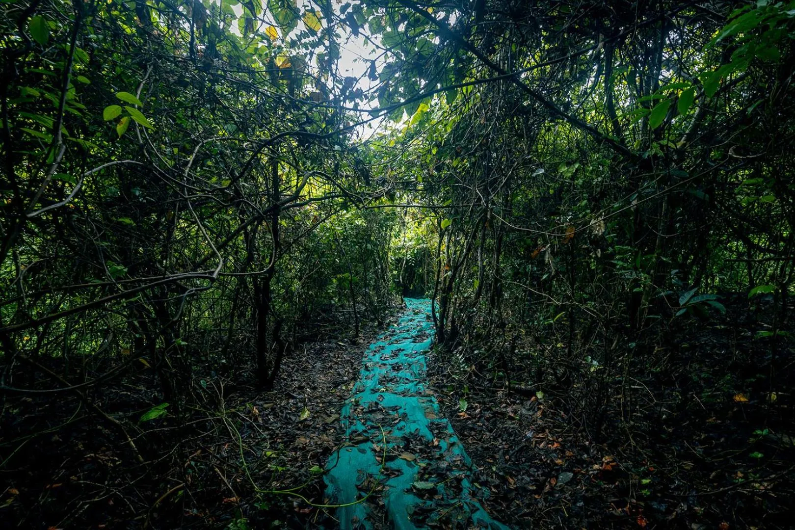 Natural landscape in SandalMist Resort and Spa