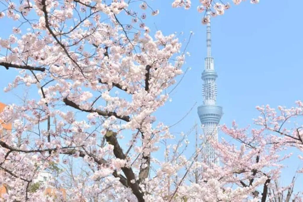 Nearby landmark in Rakuna Inn 遊 Kinshicho