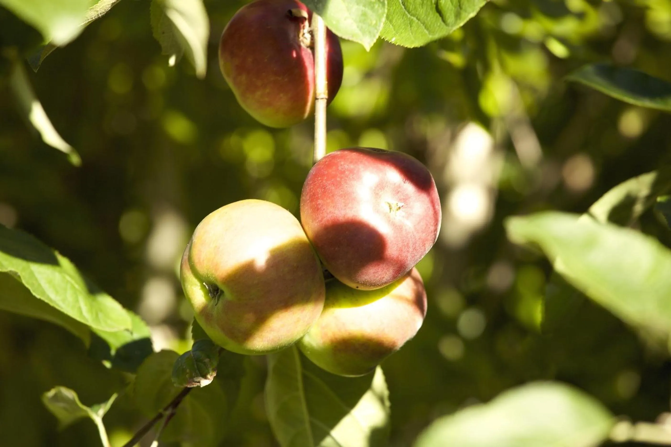 Garden in Jacaranda Lodge