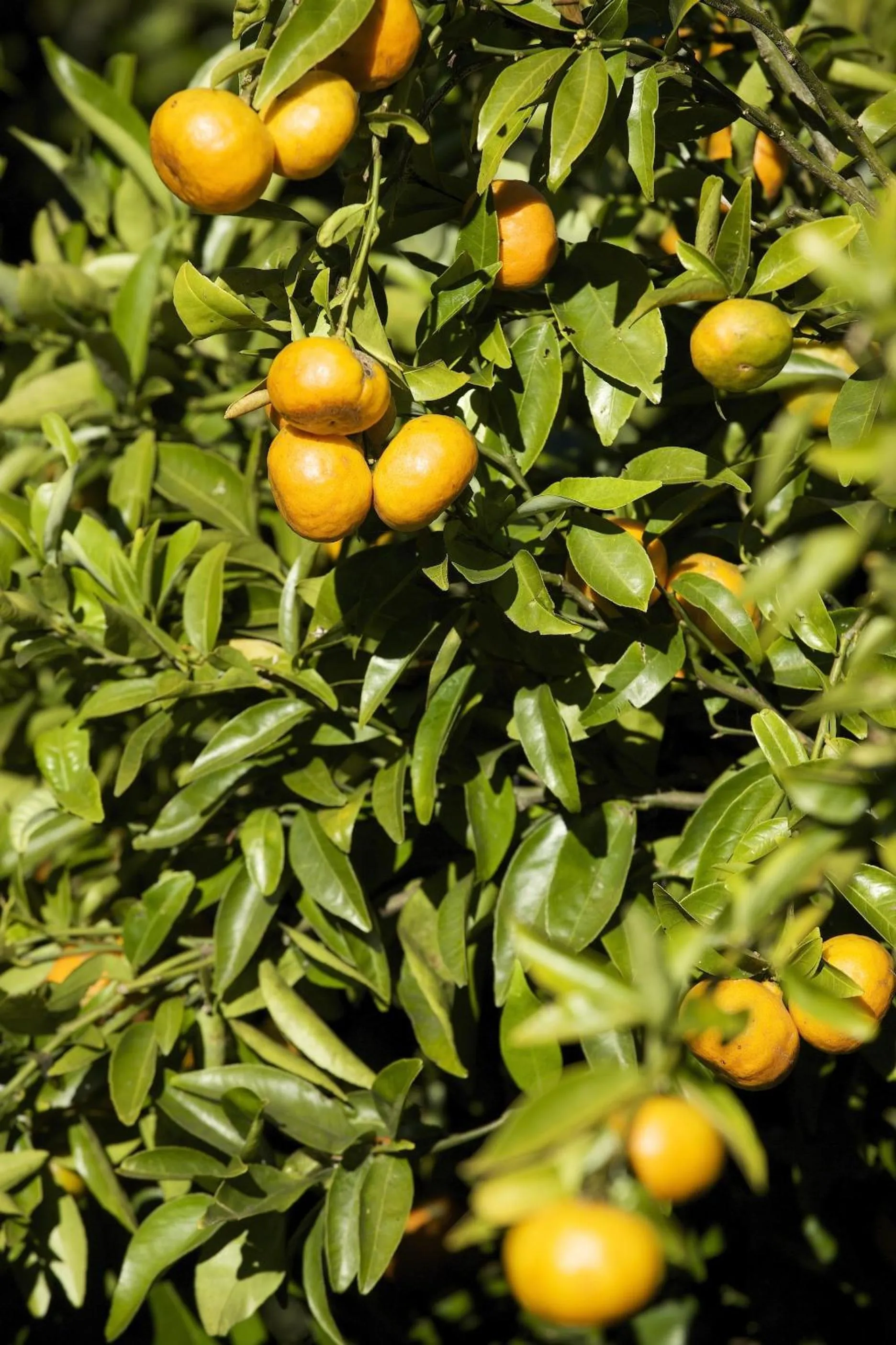 Decorative detail in Jacaranda Lodge