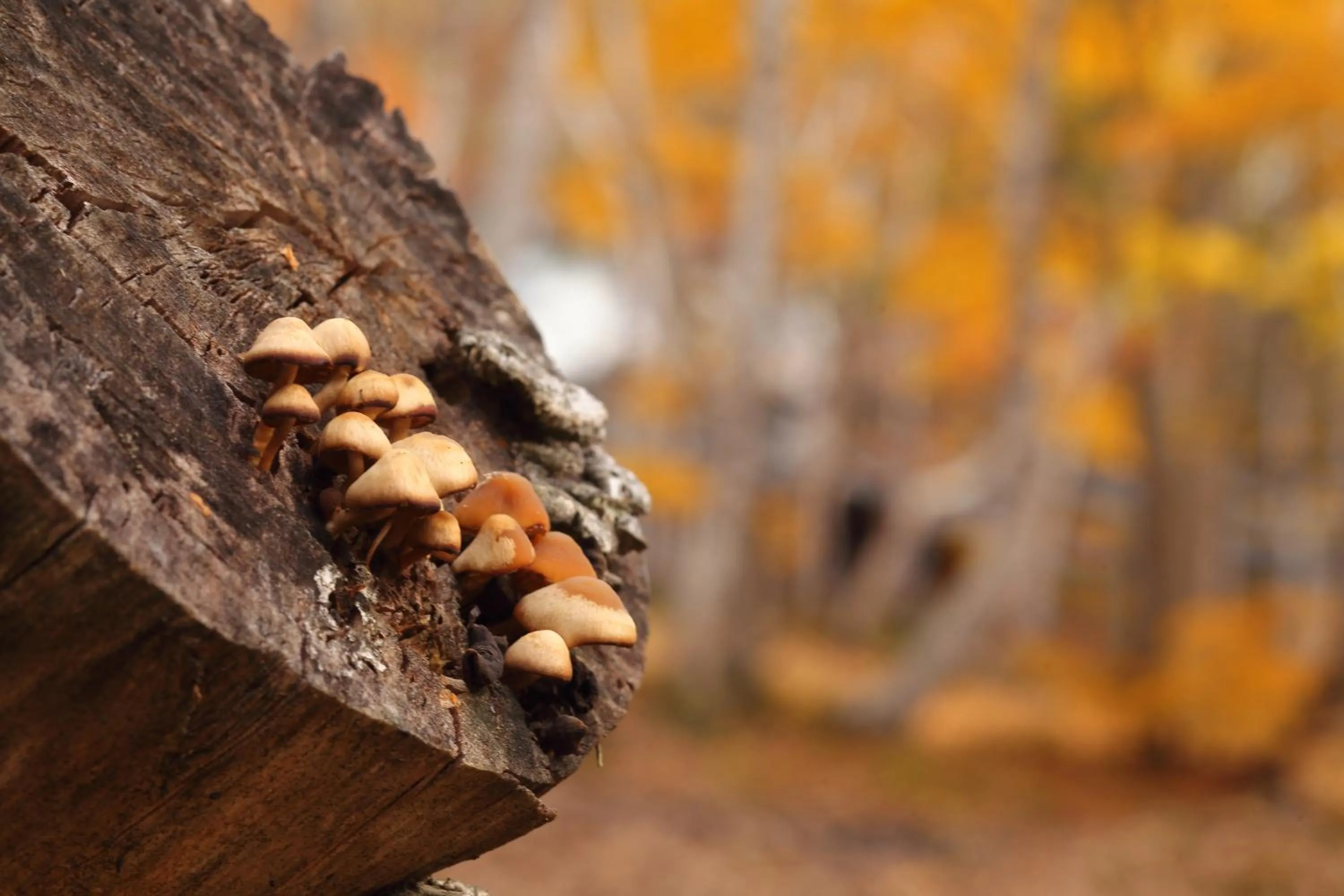 Autumn in Hotel Tagawa