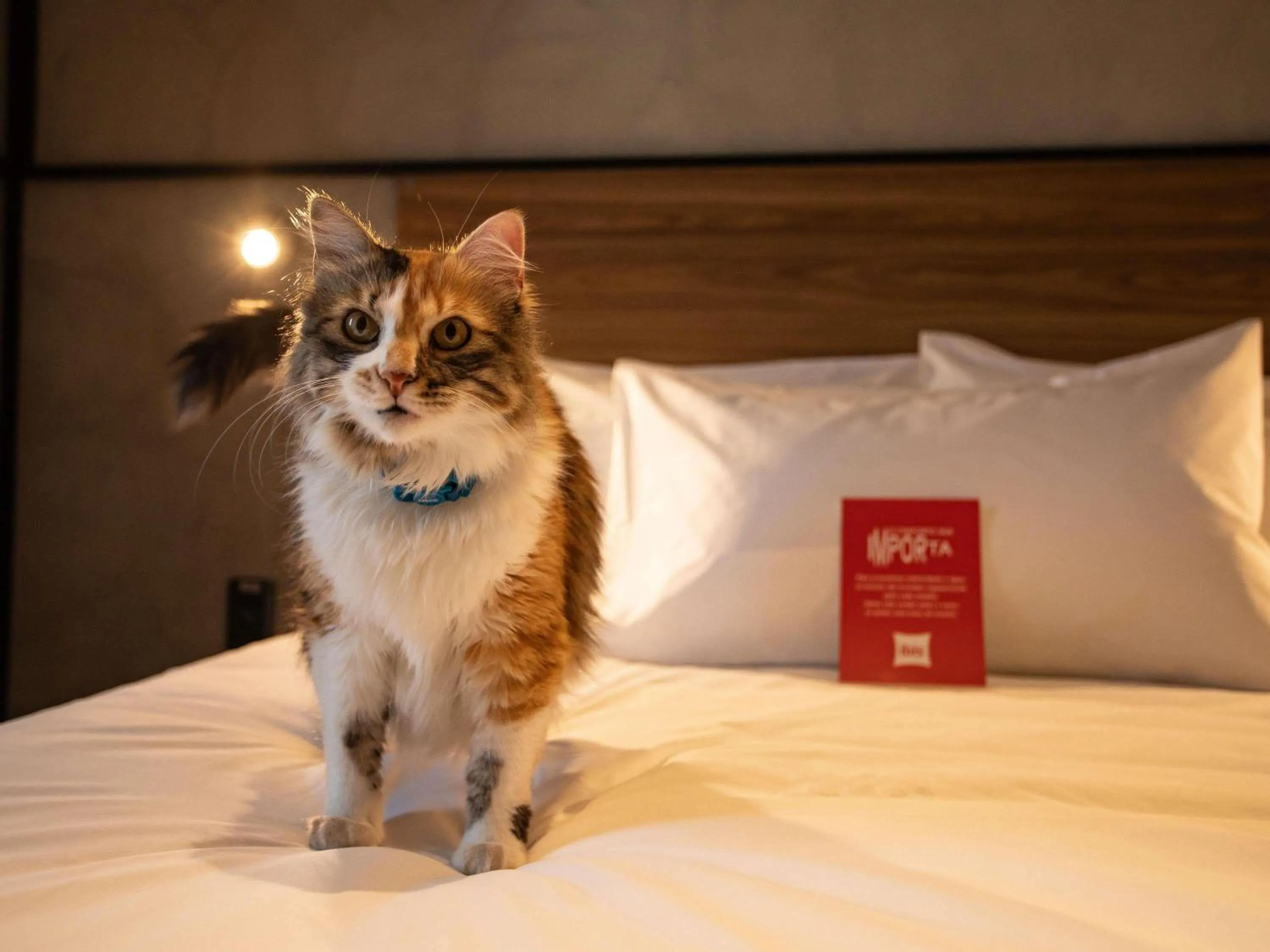 Bedroom in Ibis Serra Talhada