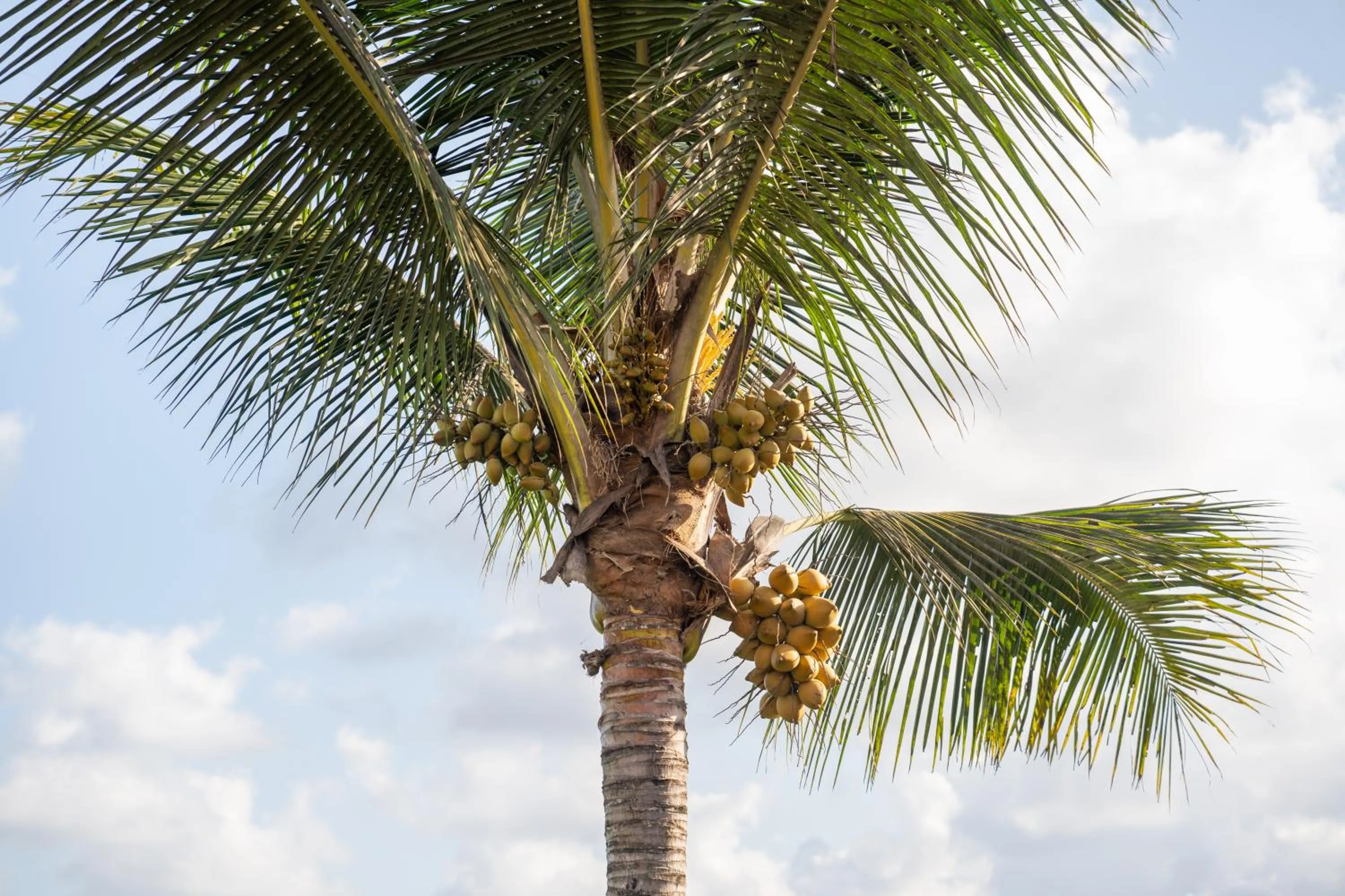 Natural landscape in Kaki Uma Villa