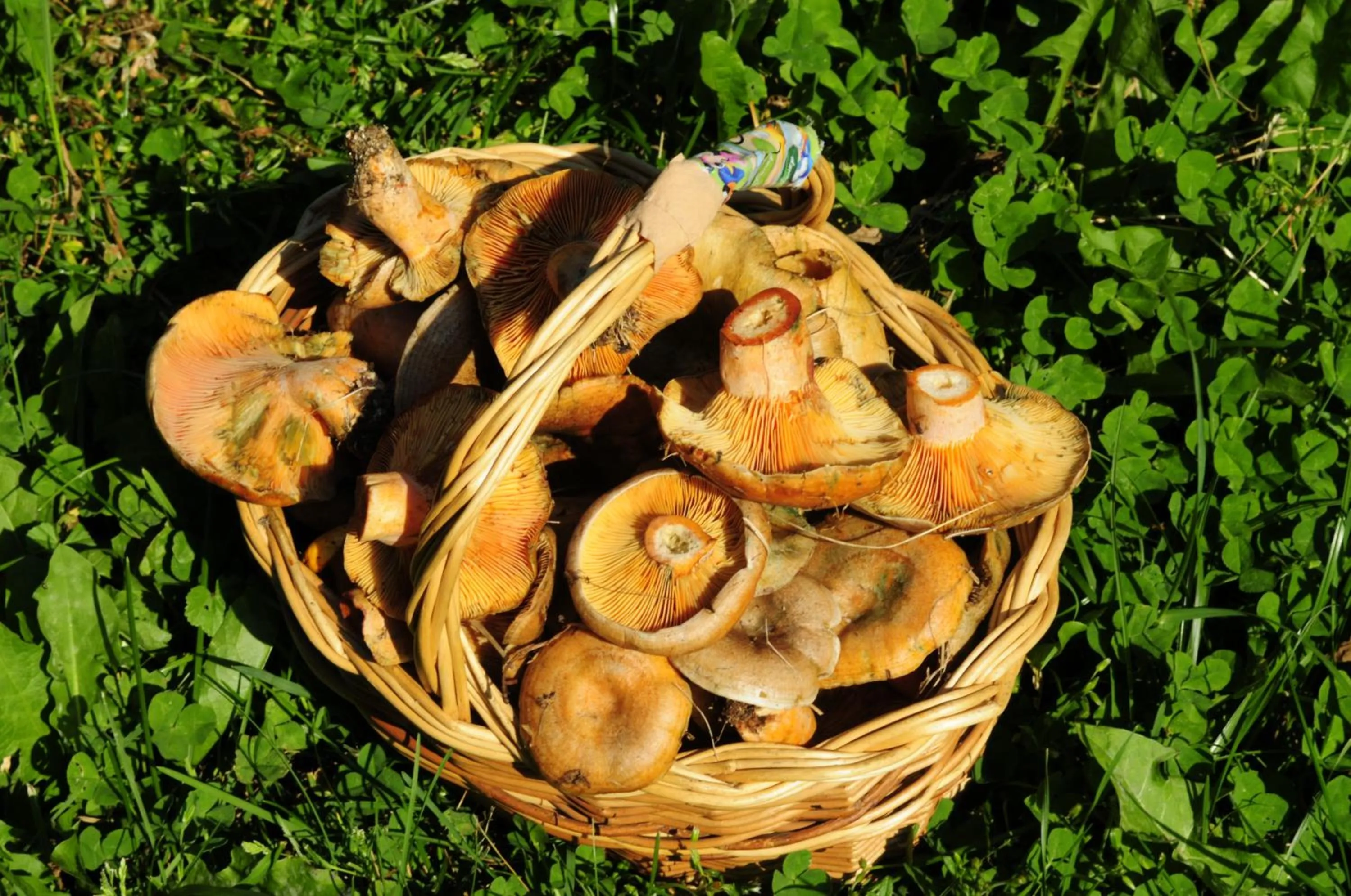 Natural landscape in El Refugio de Aran Vielha Aparthotel