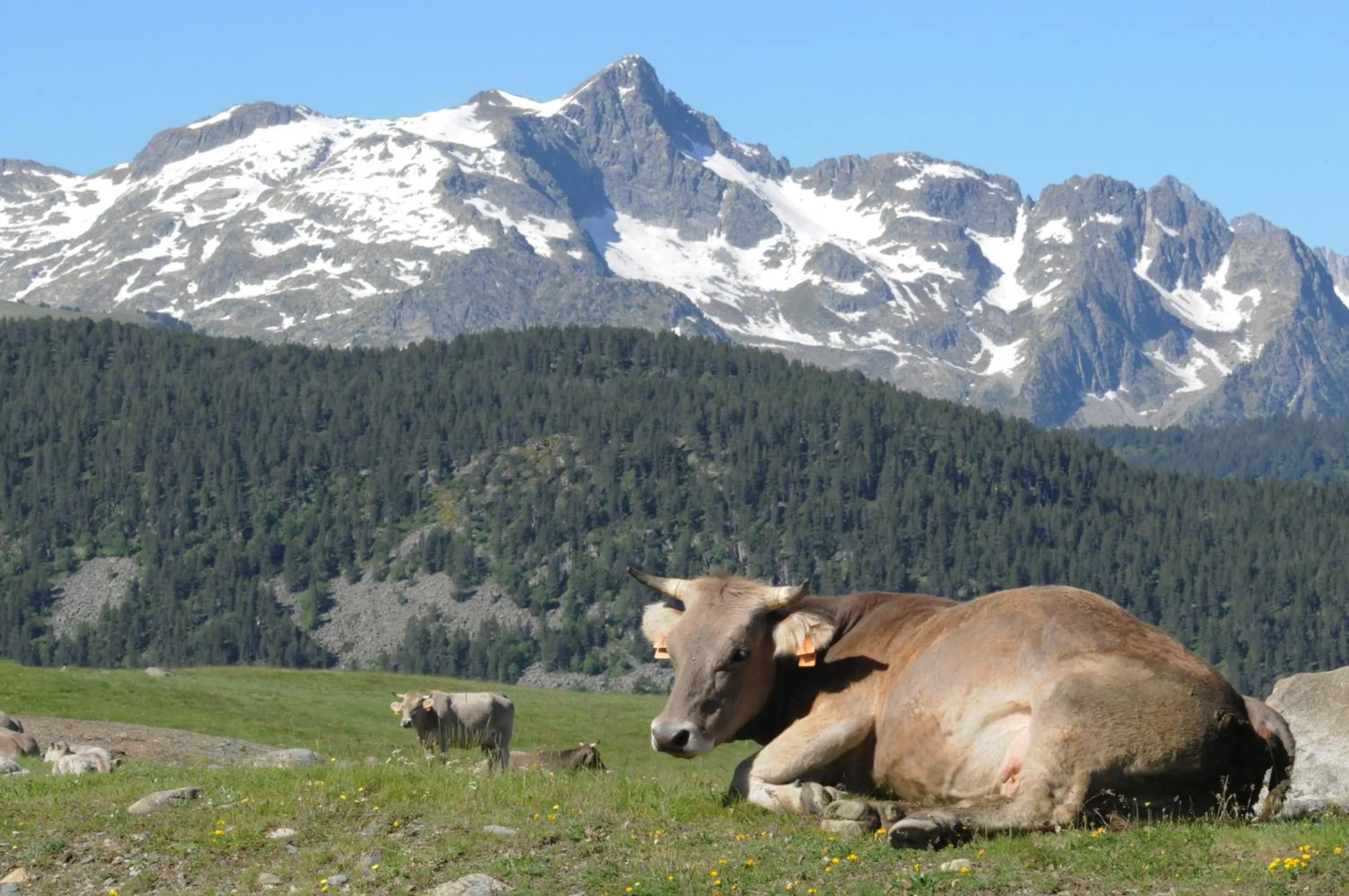 Natural landscape in El Refugio de Aran Vielha Aparthotel