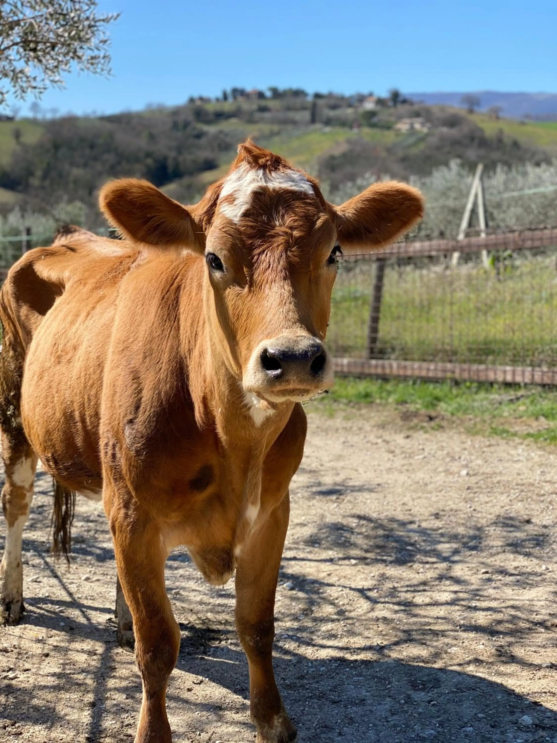 Animals in Agriturismo AgrileisureTime