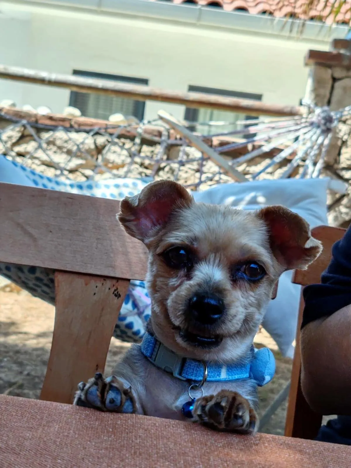 Pets in Aim Bozcaada