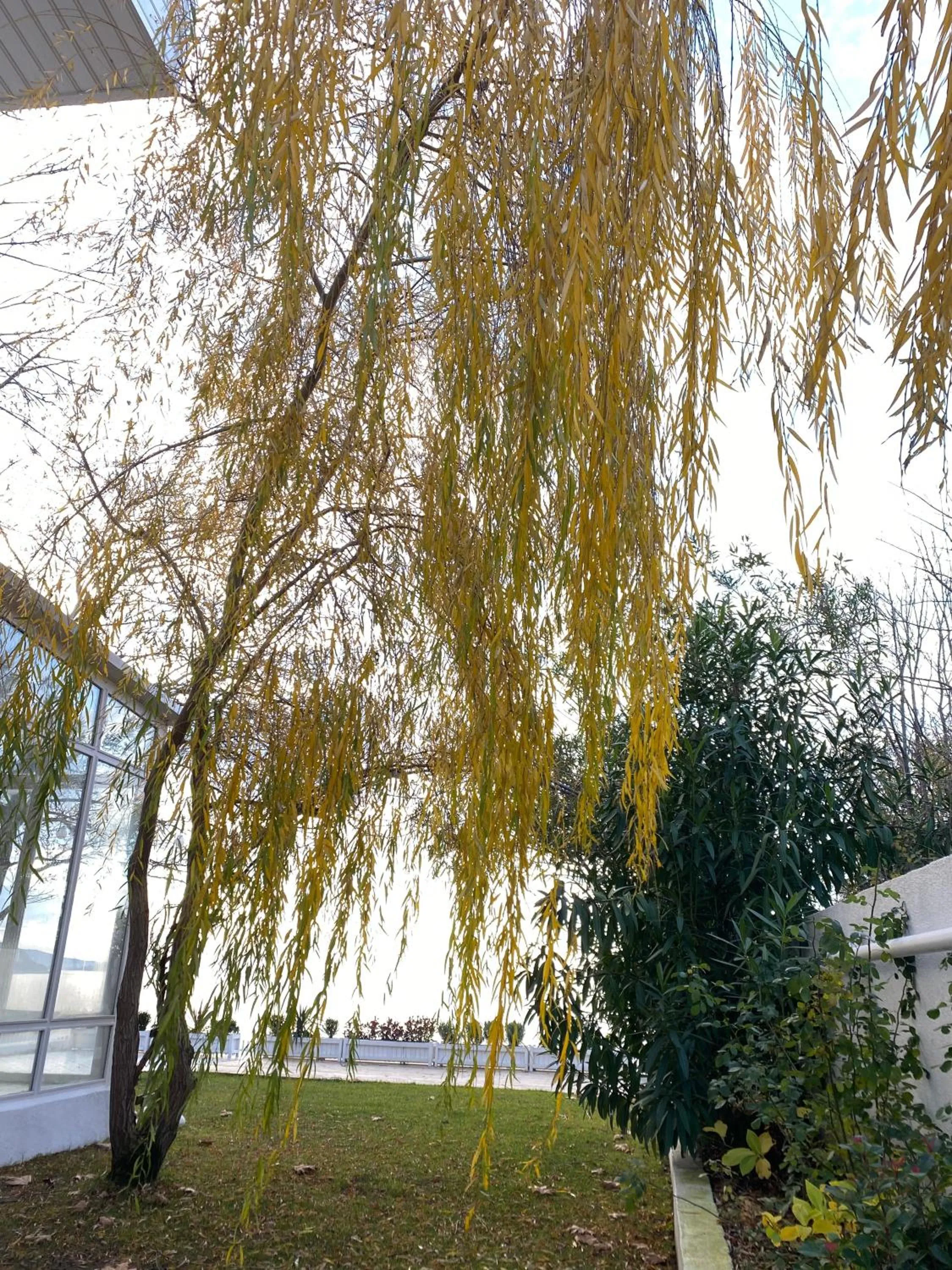 Garden view in Sadef Akkonak