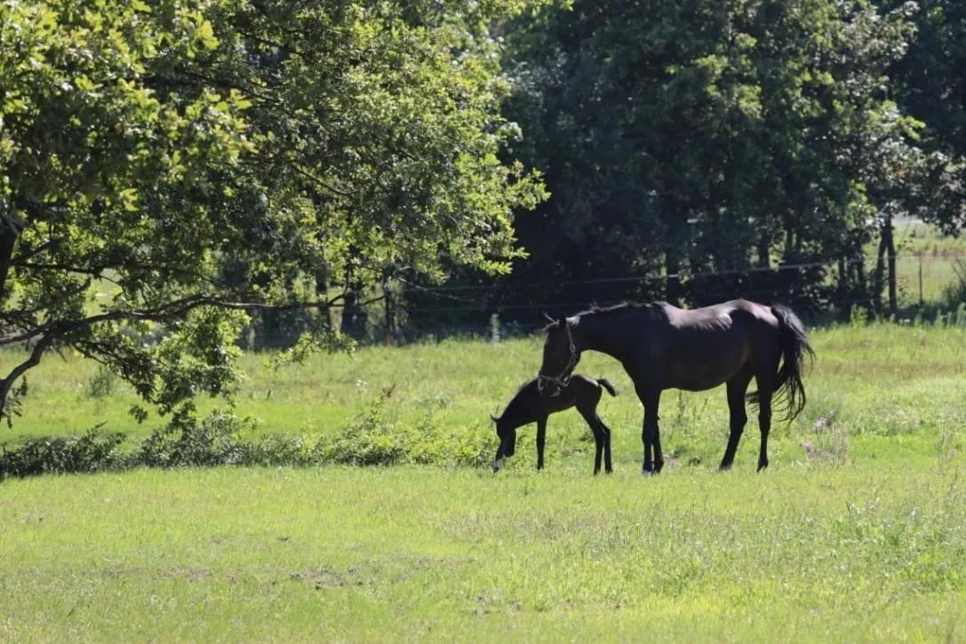 Animals in Pension Lindenhof Drabsch