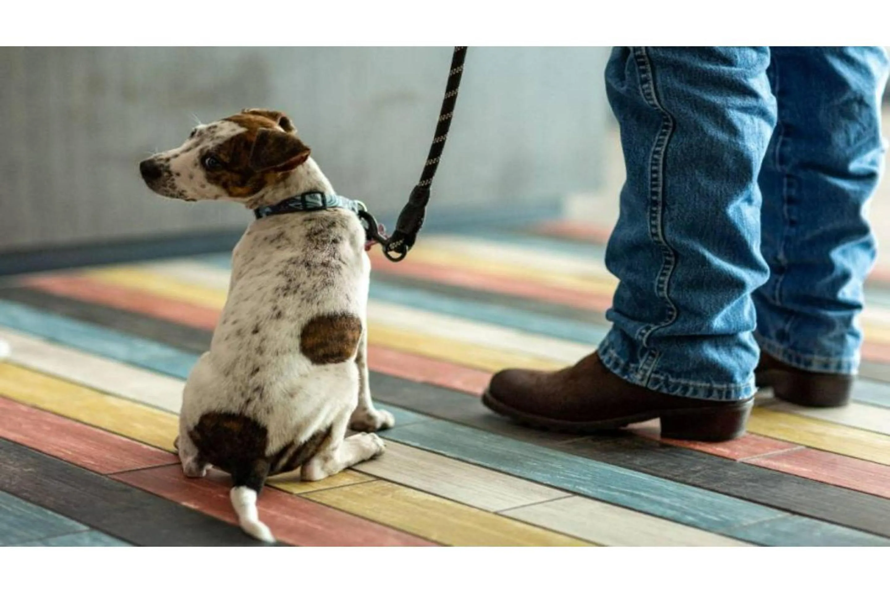 pet friendly in Studio 6 Lake Elsinore, CA