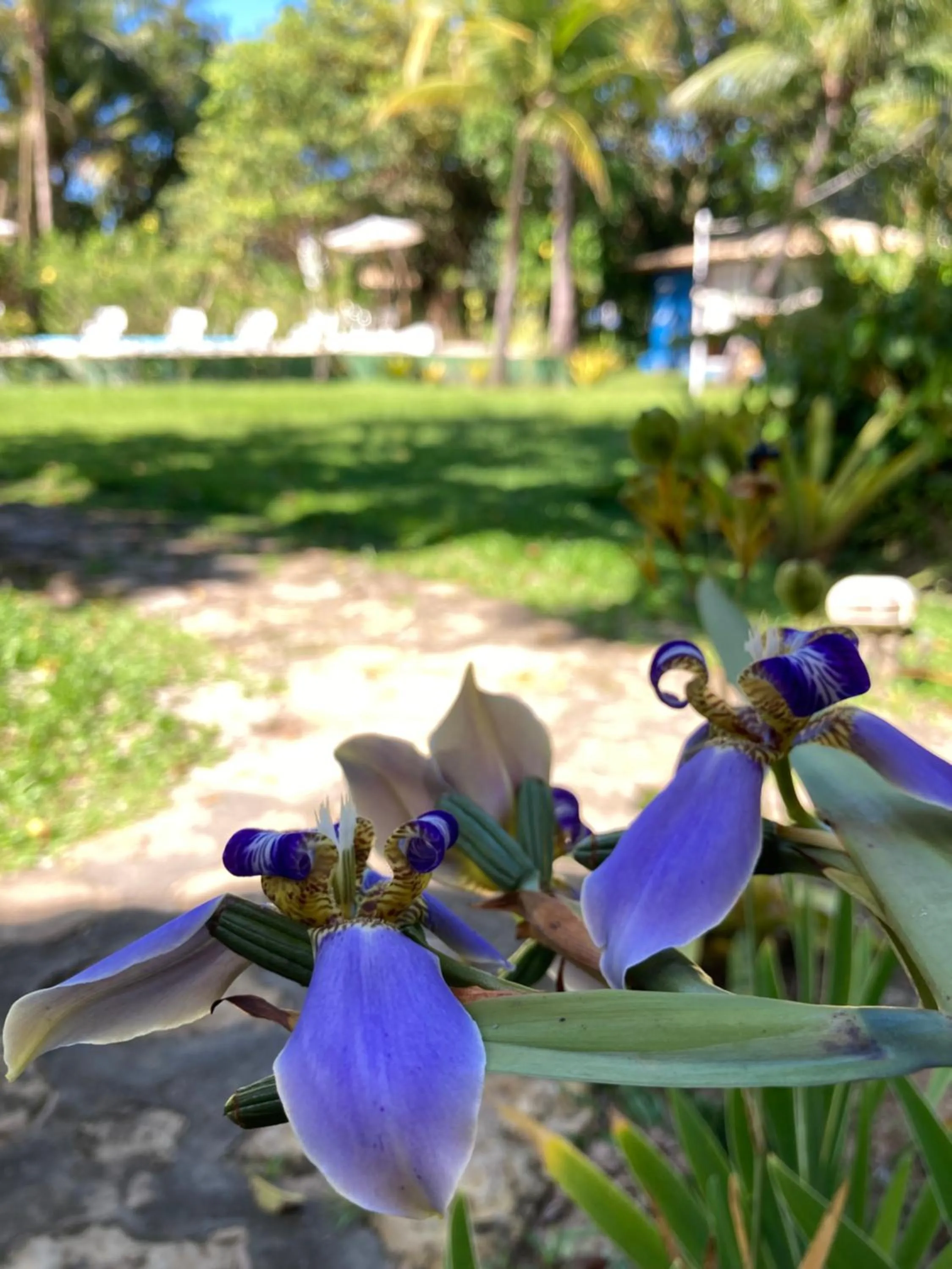 Spring in Pousada Velas e Vento - Barra Grande, Taipu de Fora, Maraú