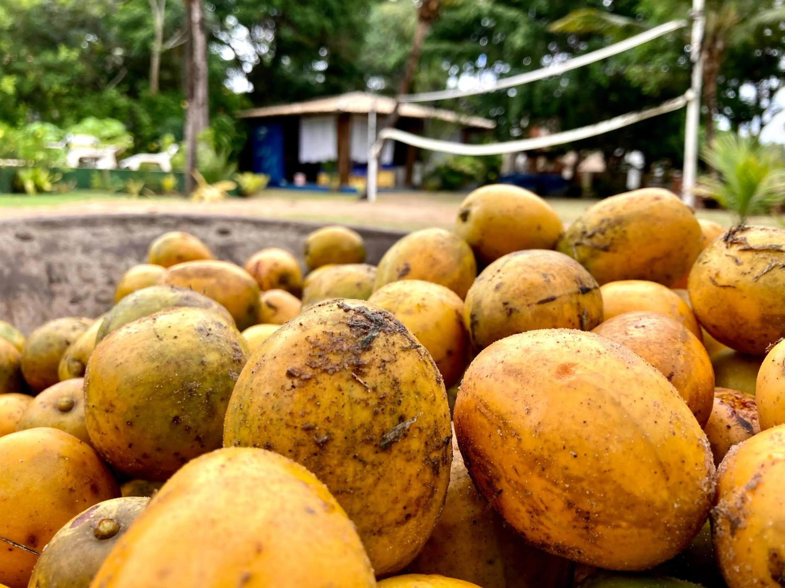 Garden in Pousada Velas e Vento - Barra Grande, Taipu de Fora, Maraú