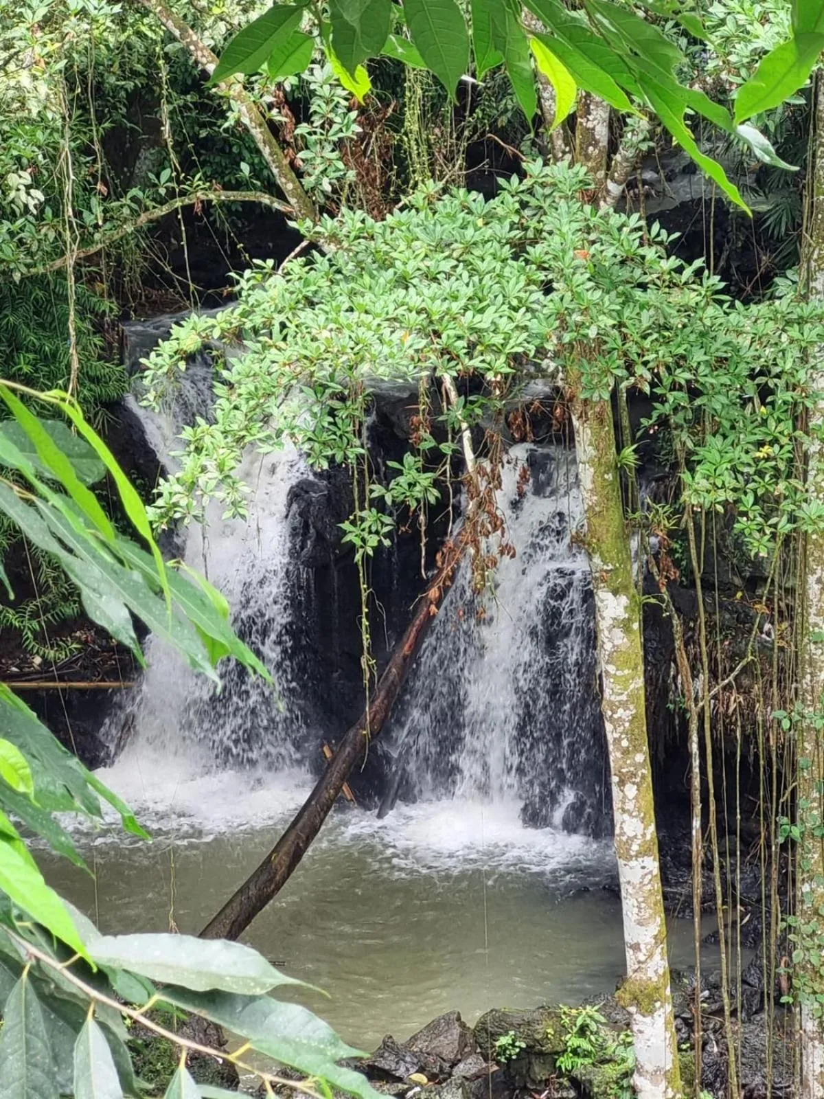 River view in Campuhan Guesthouse