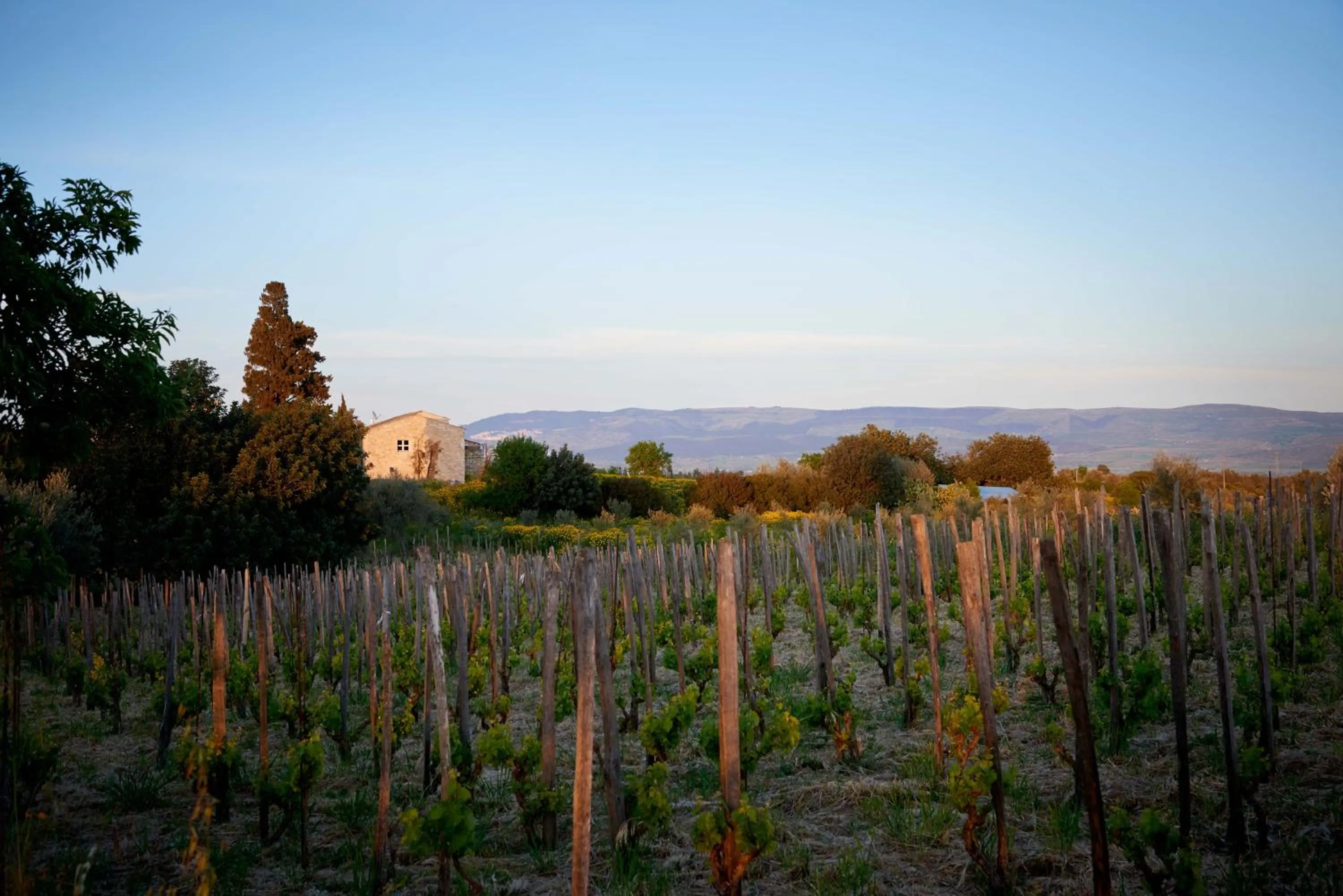 Natural landscape in Baglio Occhipinti