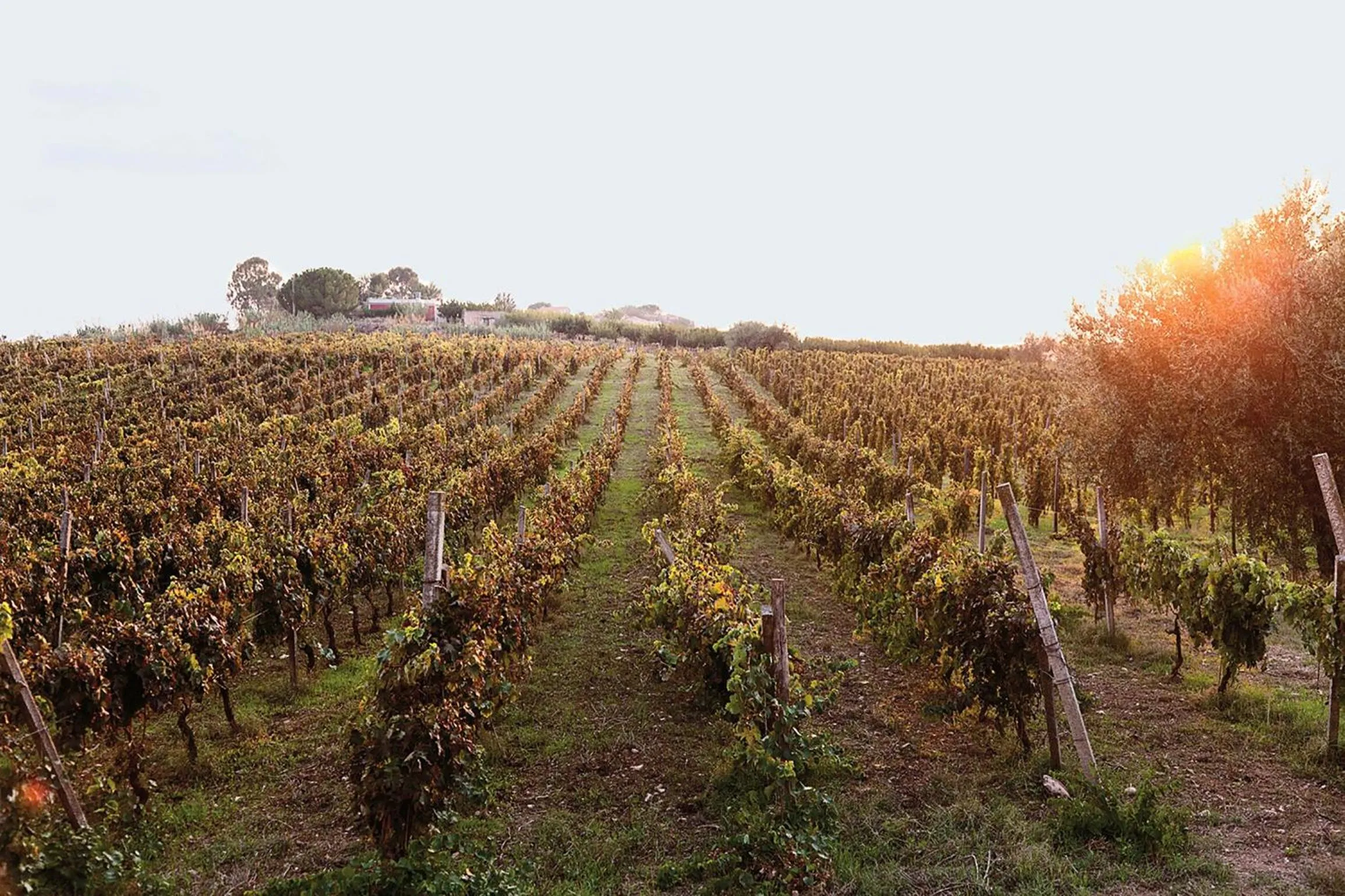 Facade/entrance in Baglio Occhipinti