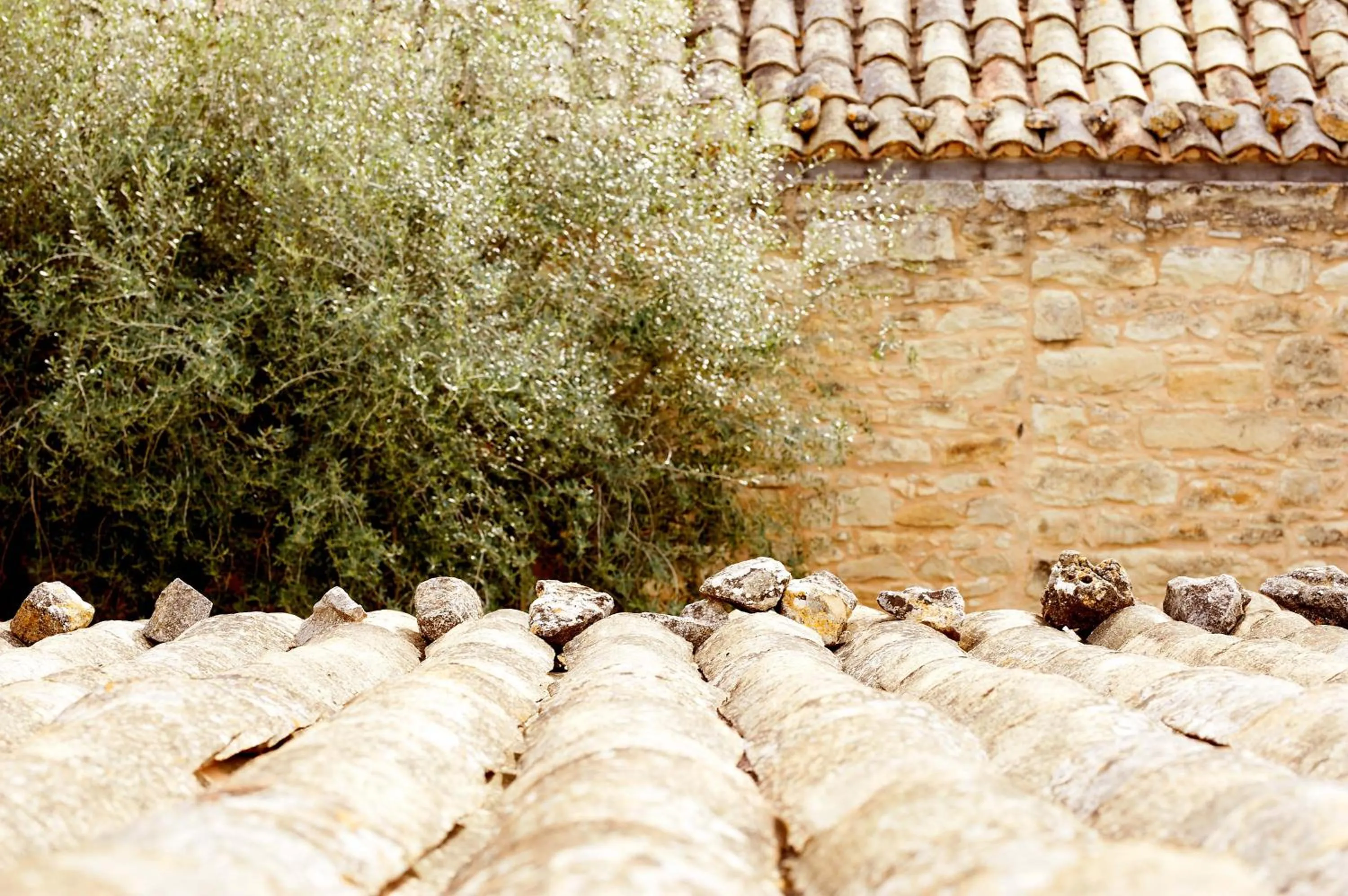 Garden view in Baglio Occhipinti