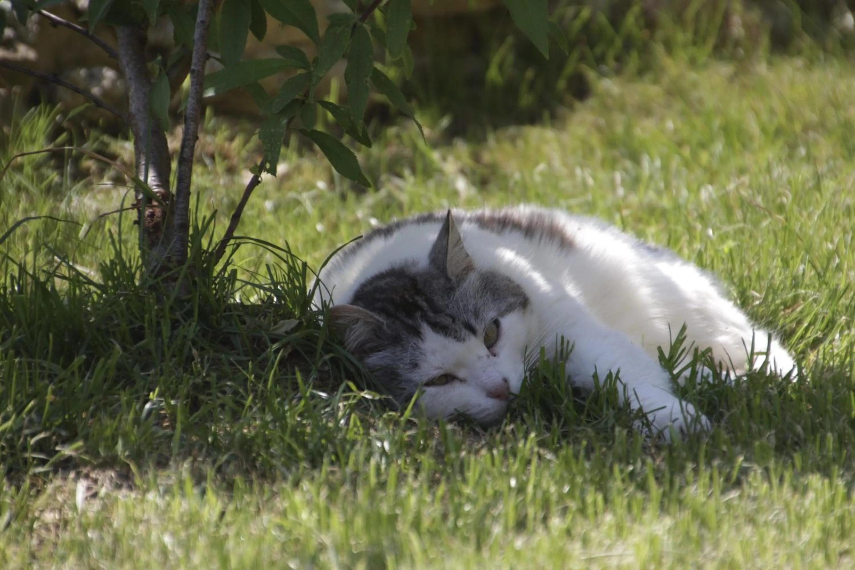 Summer in B&B Cantico Delle Creature