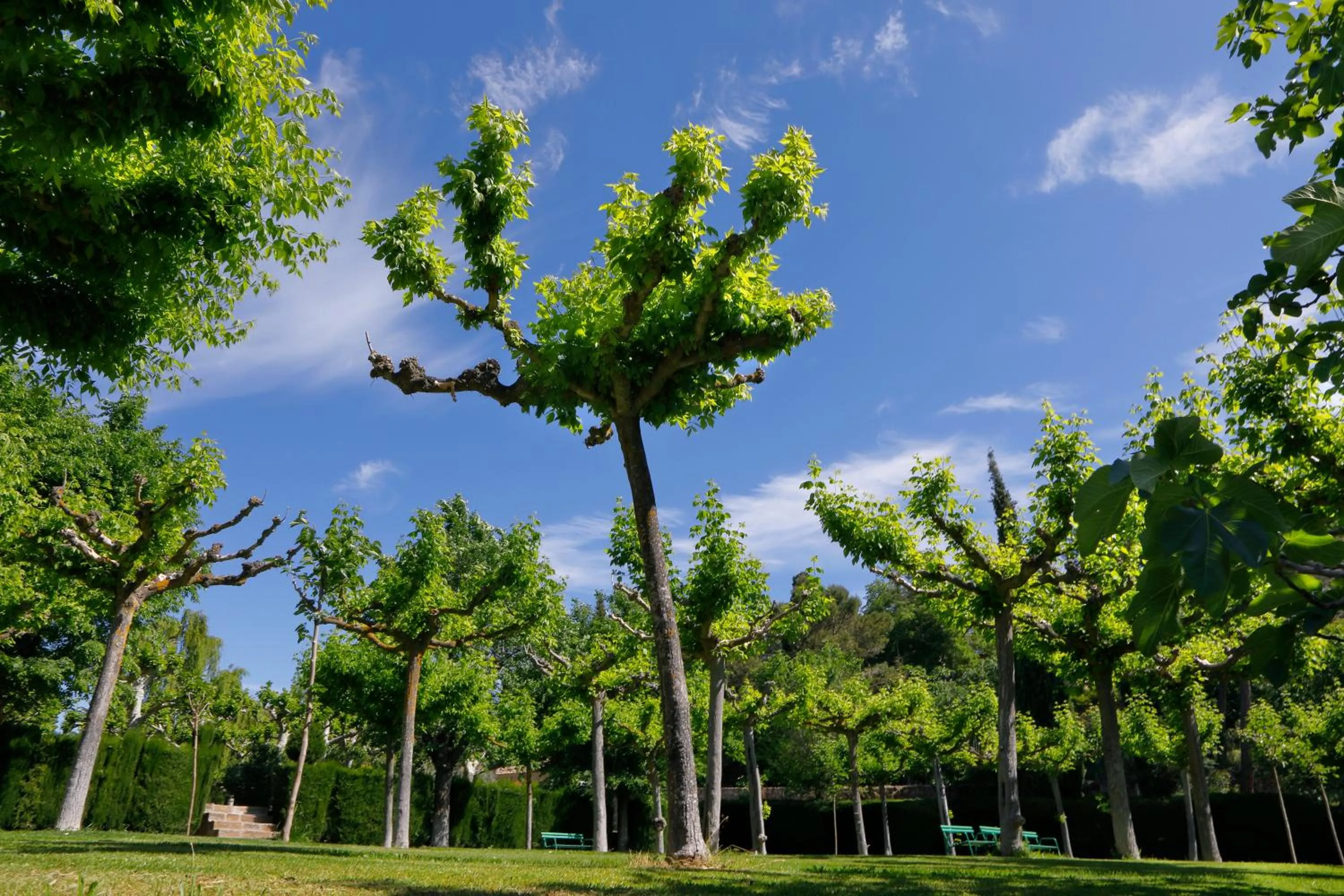 Garden in Monestir de Les Avellanes