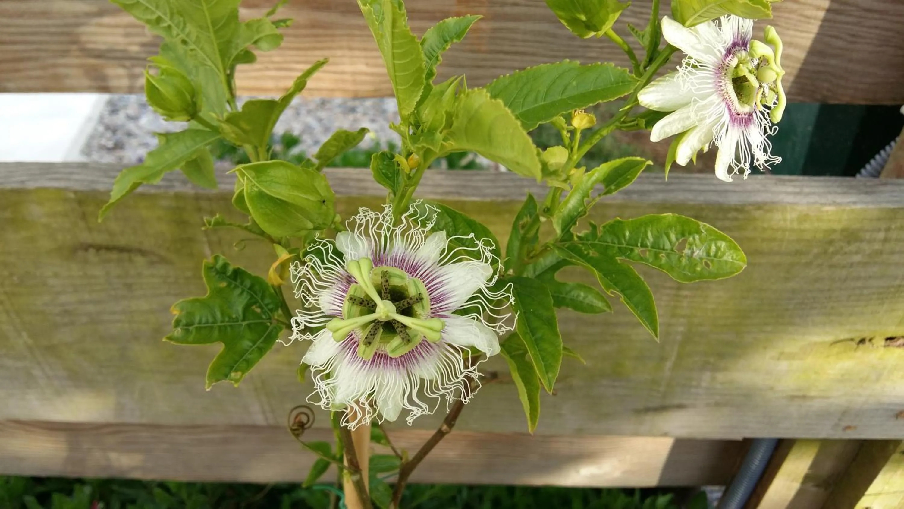 Garden in Casa o Futuro