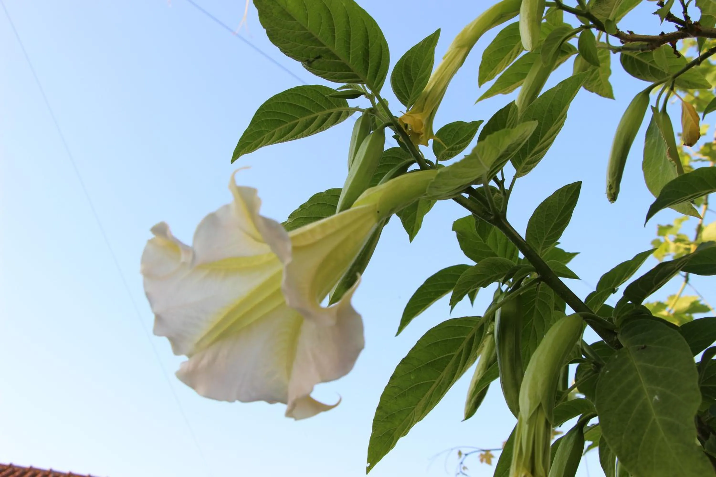 Garden in Casa o Futuro