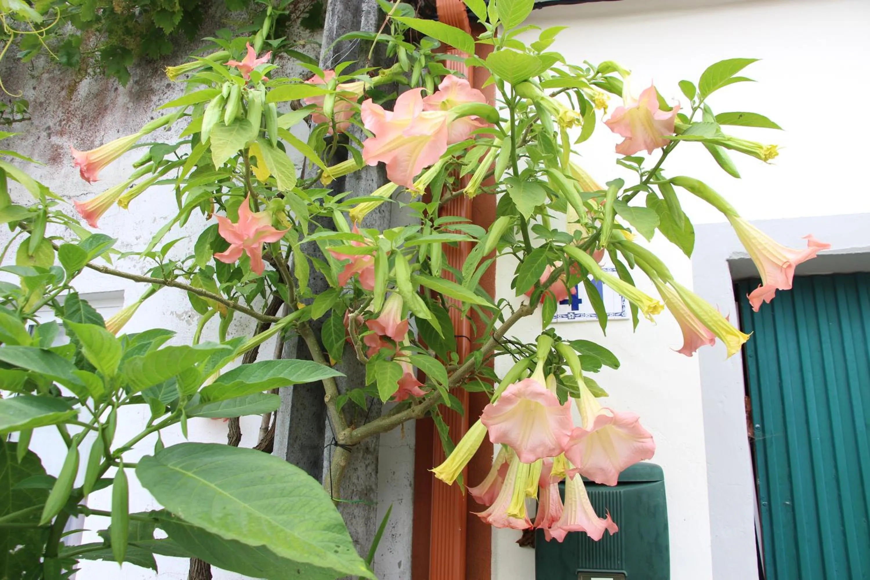 Facade/entrance in Casa o Futuro