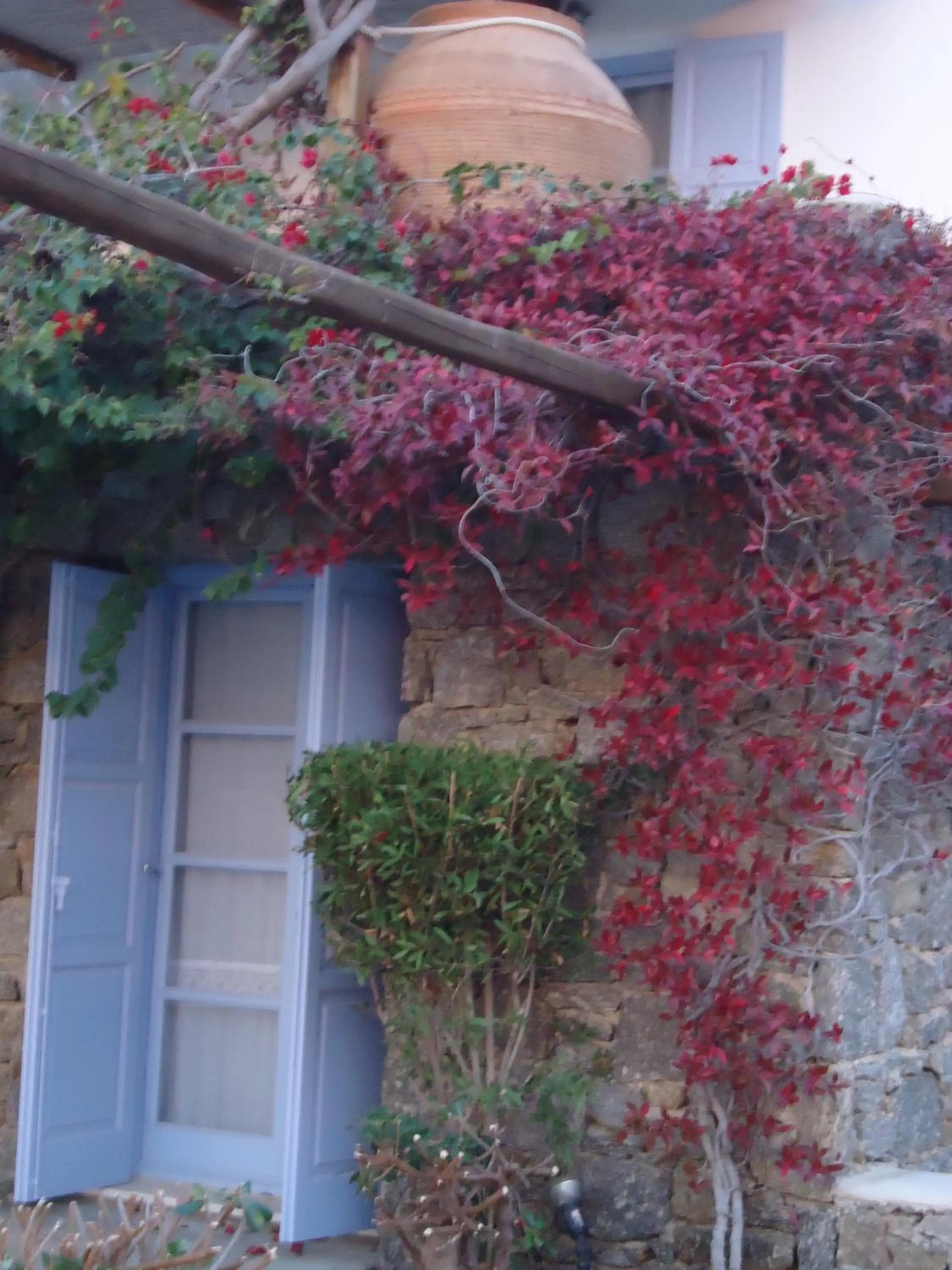 Garden in Nama Villas