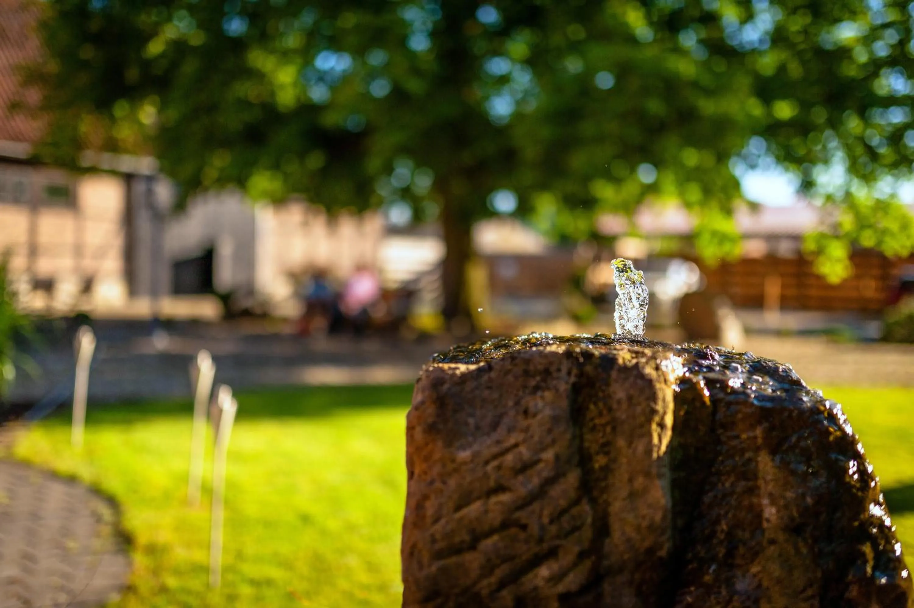 Garden in Die Edelkastanie