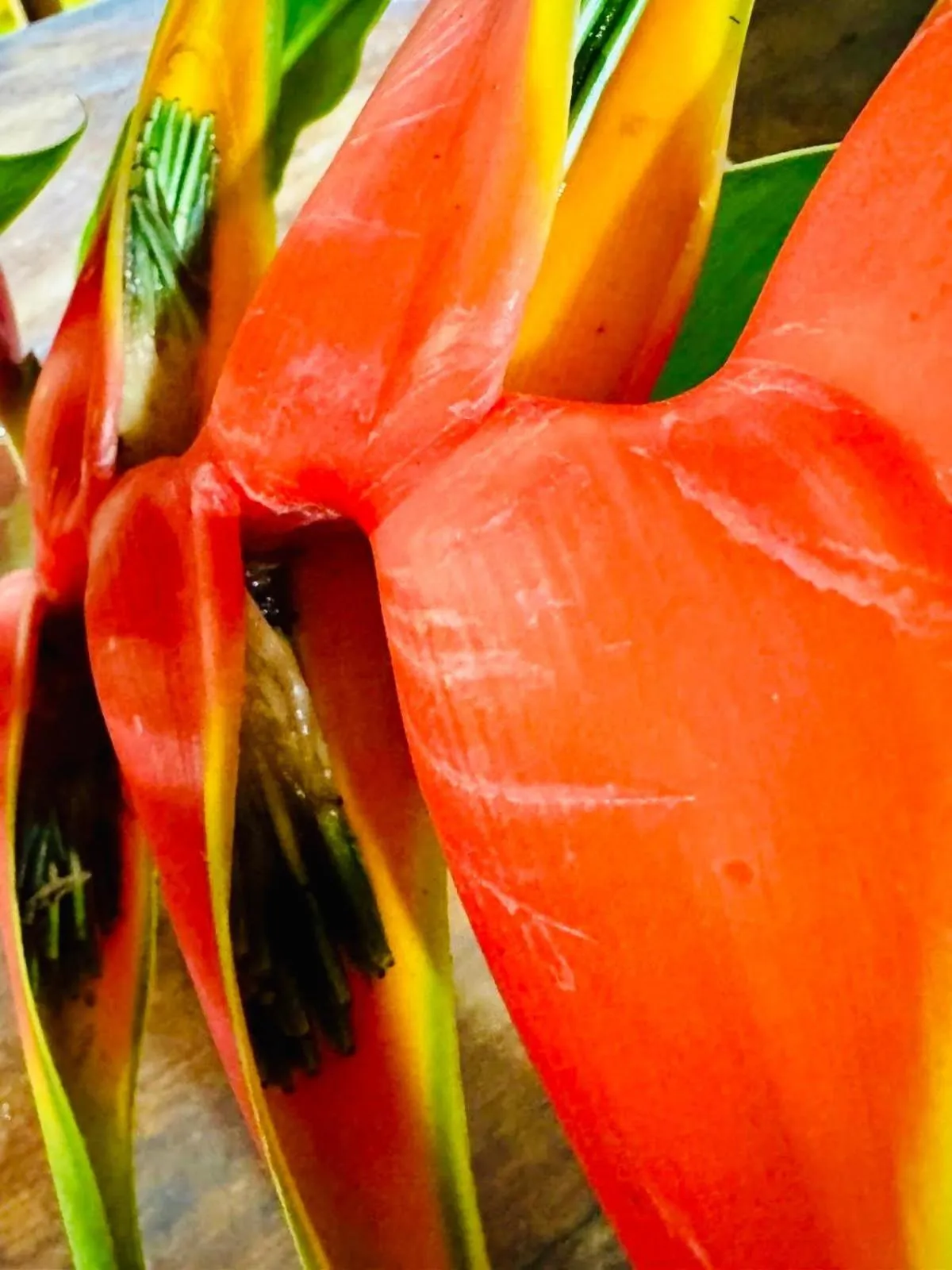 Other in El Jardin de Playa Negra