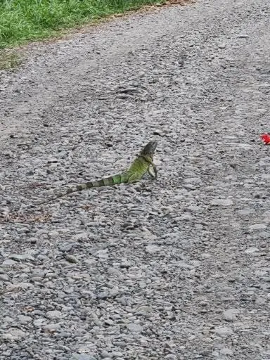 Other in El Jardin de Playa Negra