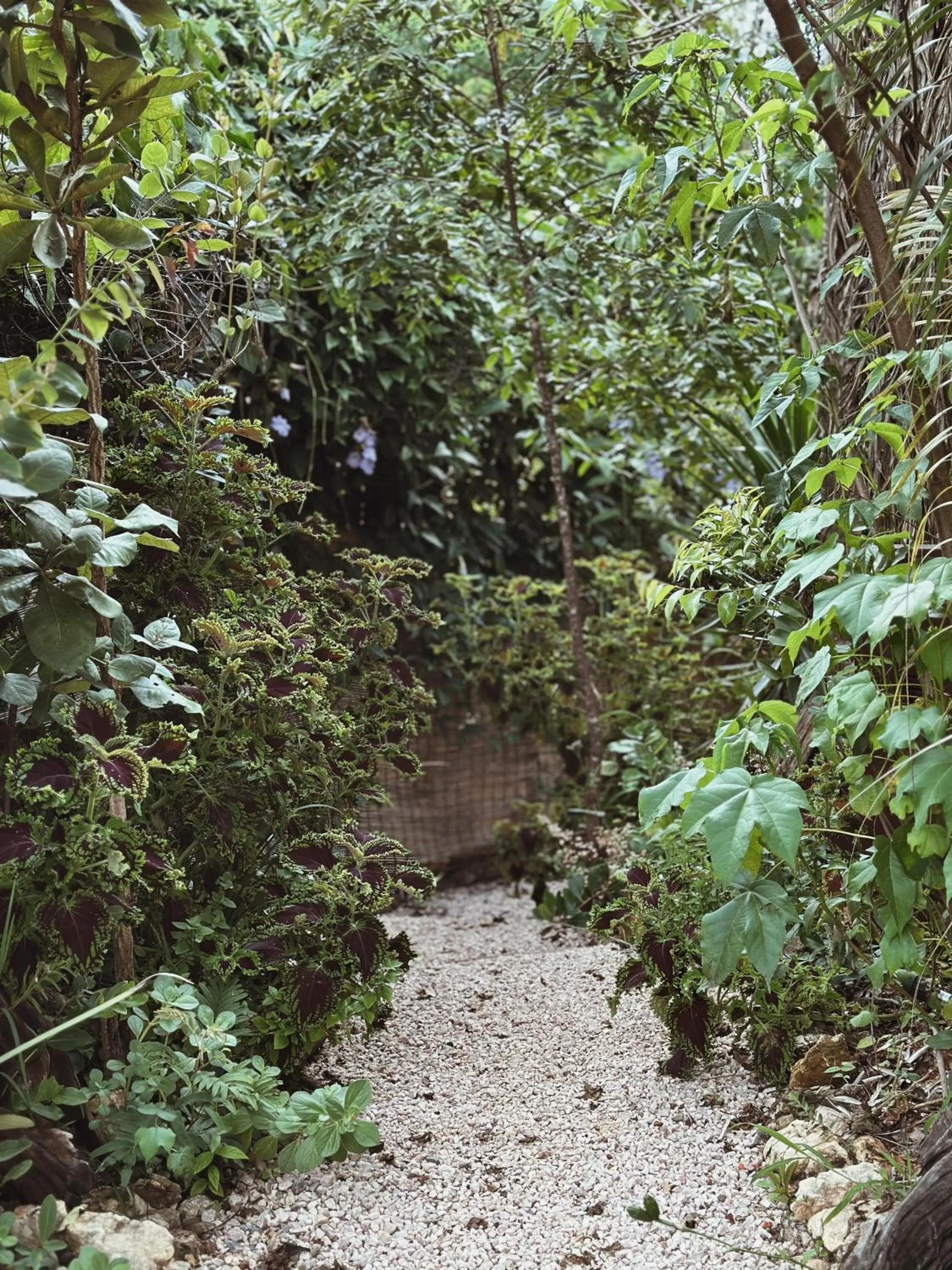 Garden in Vila Abaton