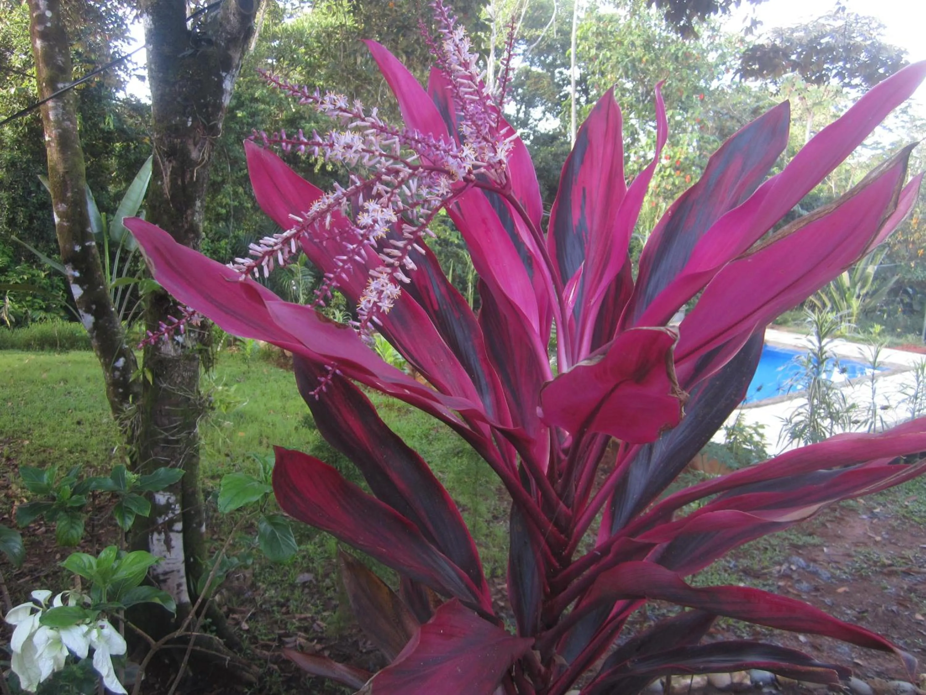 Swimming pool in Oasis de las Palmas