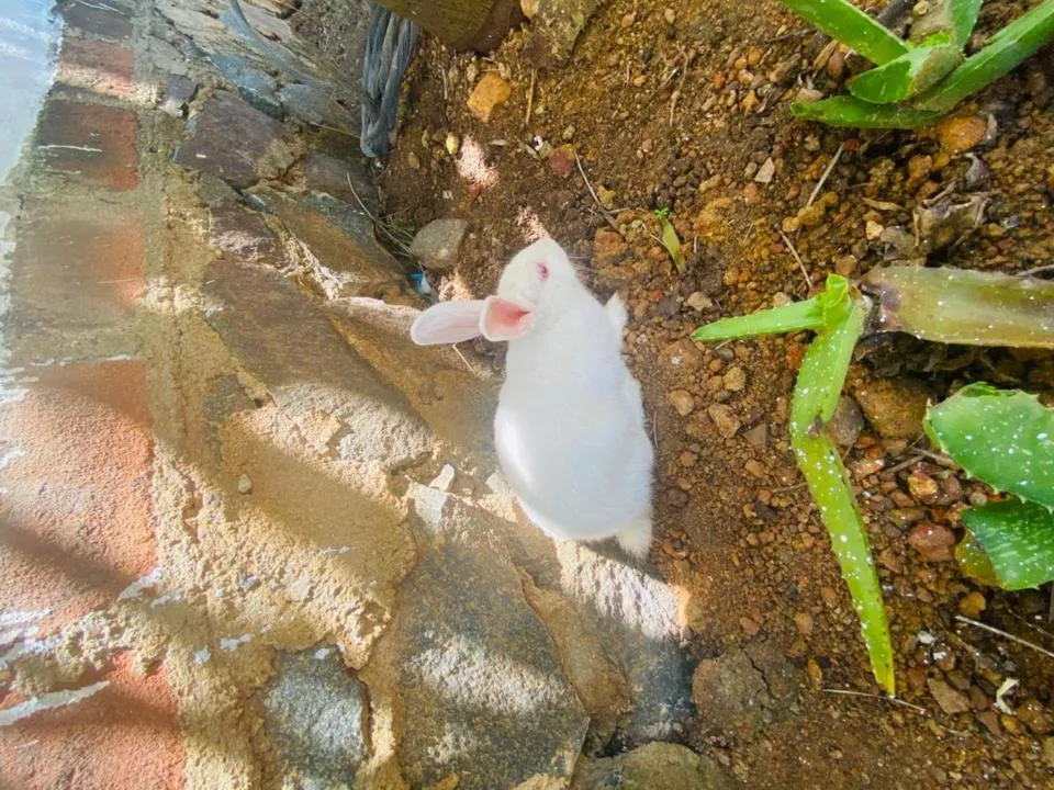 Animals in Liyanage Resort