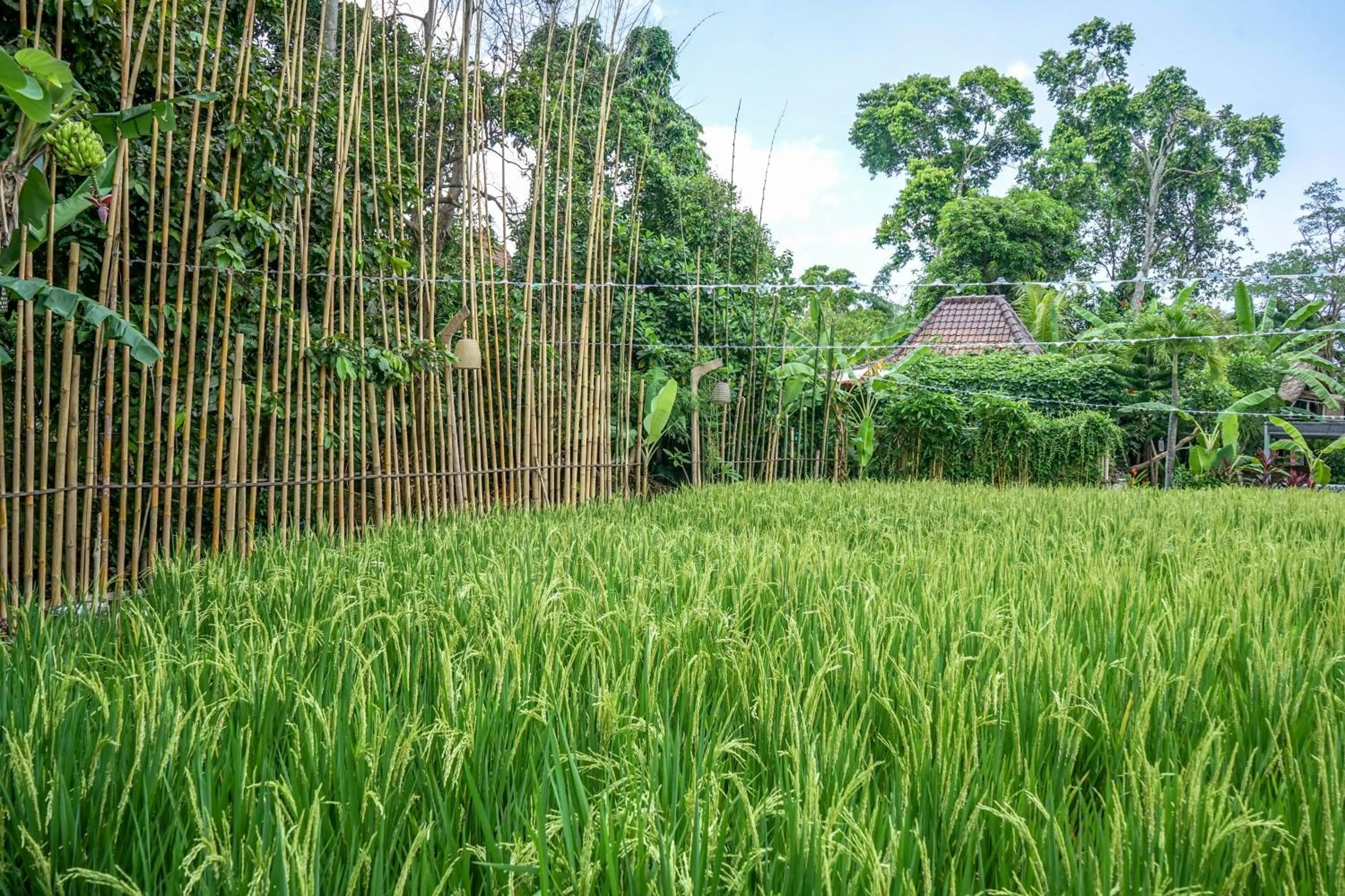 View (from property/room) in KTS Balinese Villas