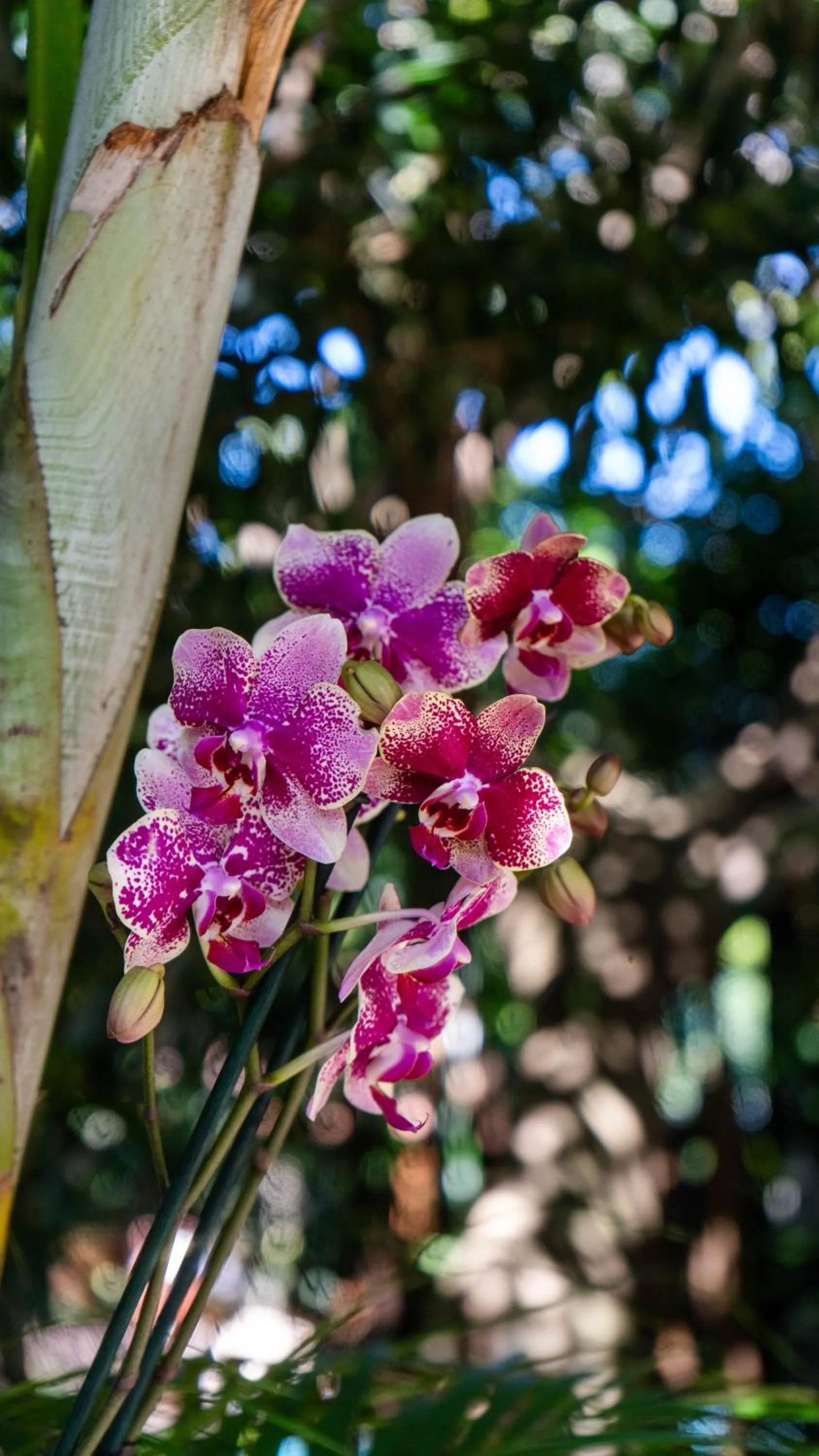 Luxury Tented Village @ Urban Glamping