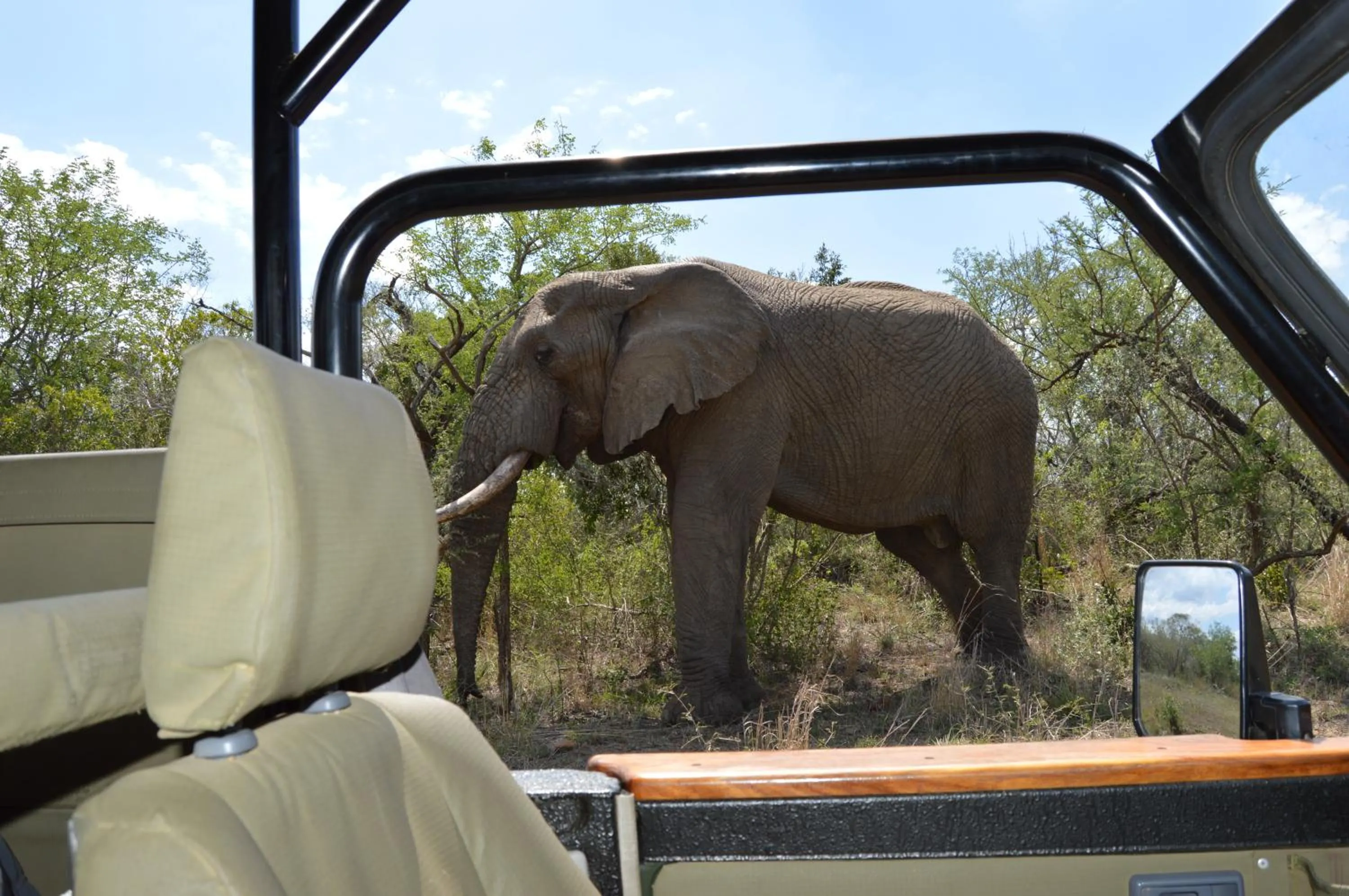 Animals in Luxury Tented Village @ Urban Glamping