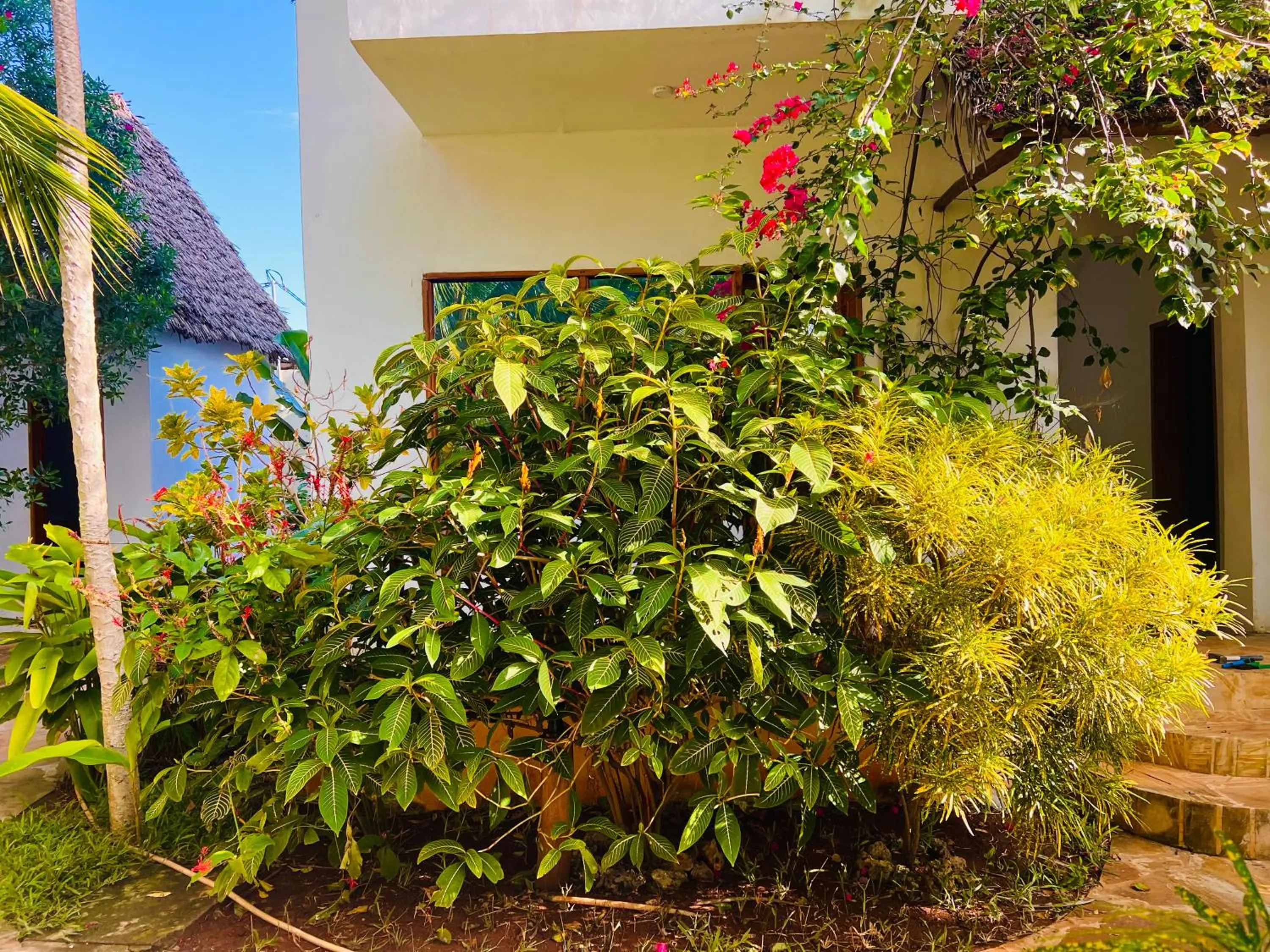 Spring in Tropical Nungwi